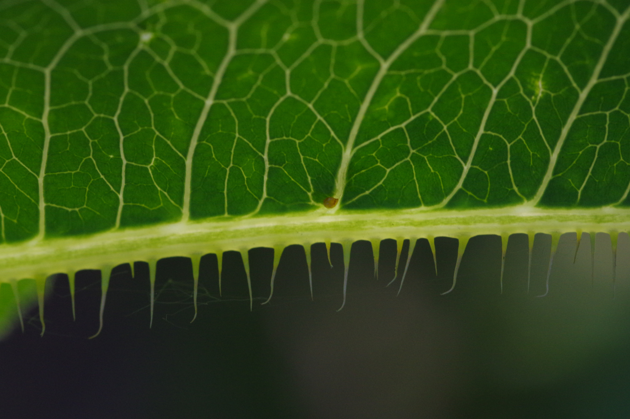 Pentax K-3 + Pentax smc D-FA 100mm F2.8 Macro WR sample photo. Scratchy photography