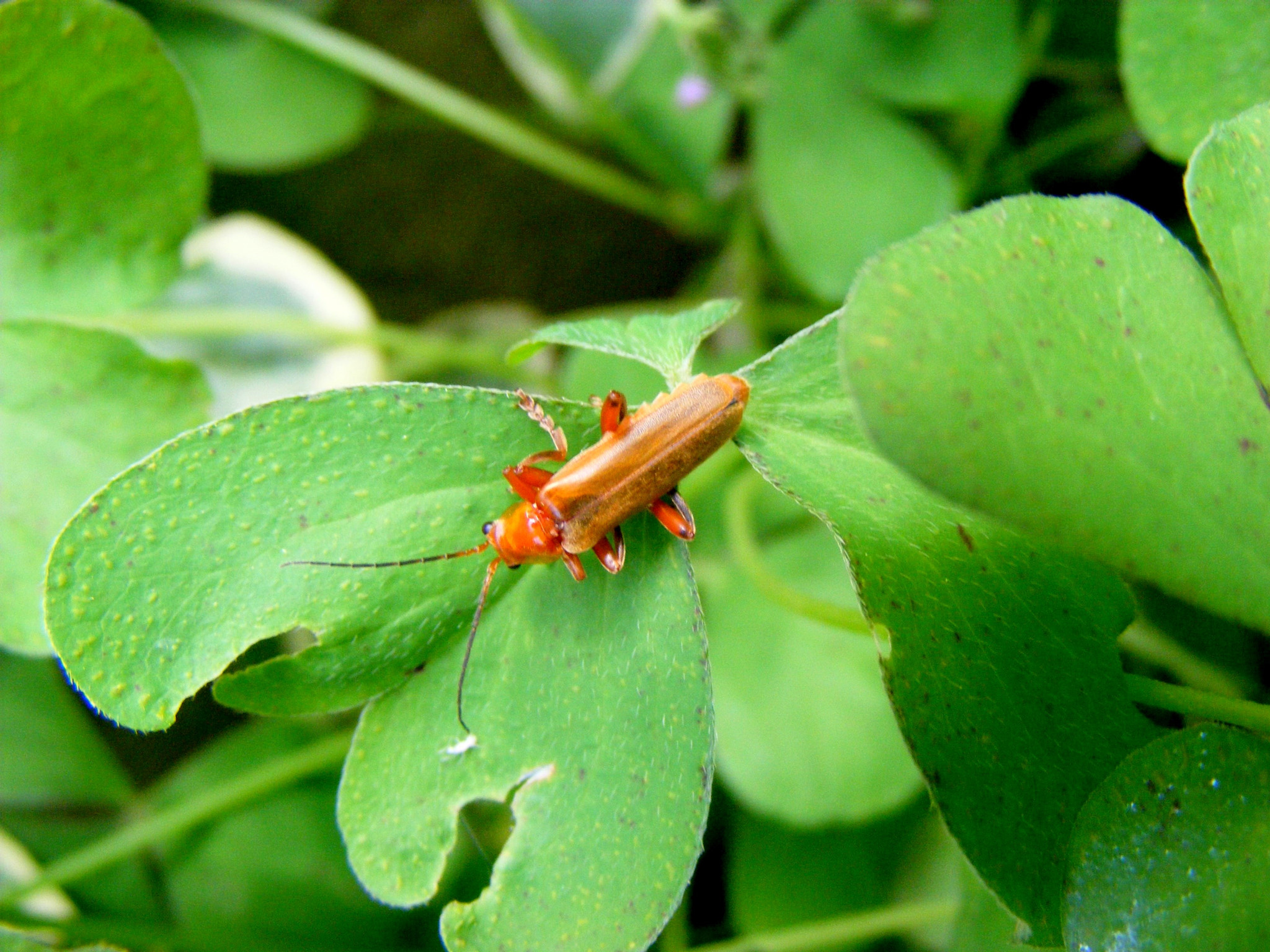 Fujifilm FinePix S5800 S800 sample photo. Insects photography