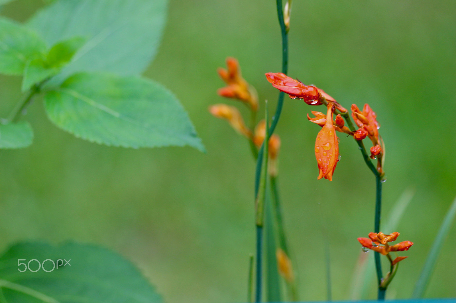 Canon EF 70-300mm F4-5.6 IS USM sample photo. Drops photography