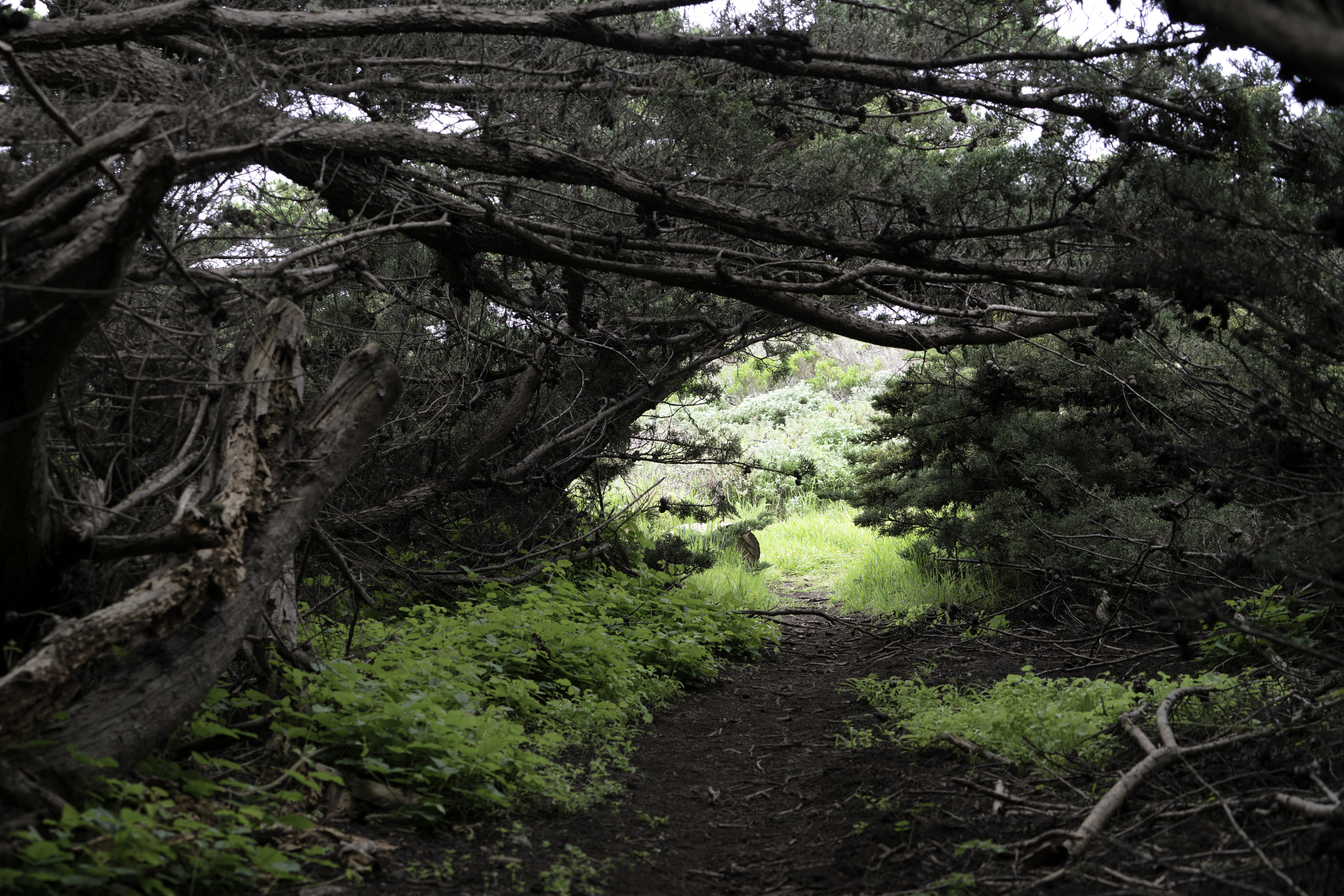 Sony a7R II + Sony FE 70-200mm F4 G OSS sample photo. Trail opening photography