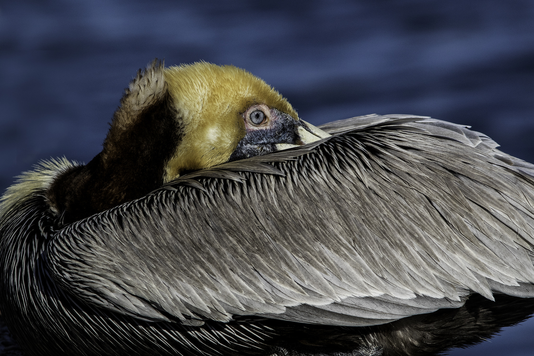 Canon EOS 7D Mark II + Canon EF 300mm F4L IS USM sample photo. Pelican tucked in photography