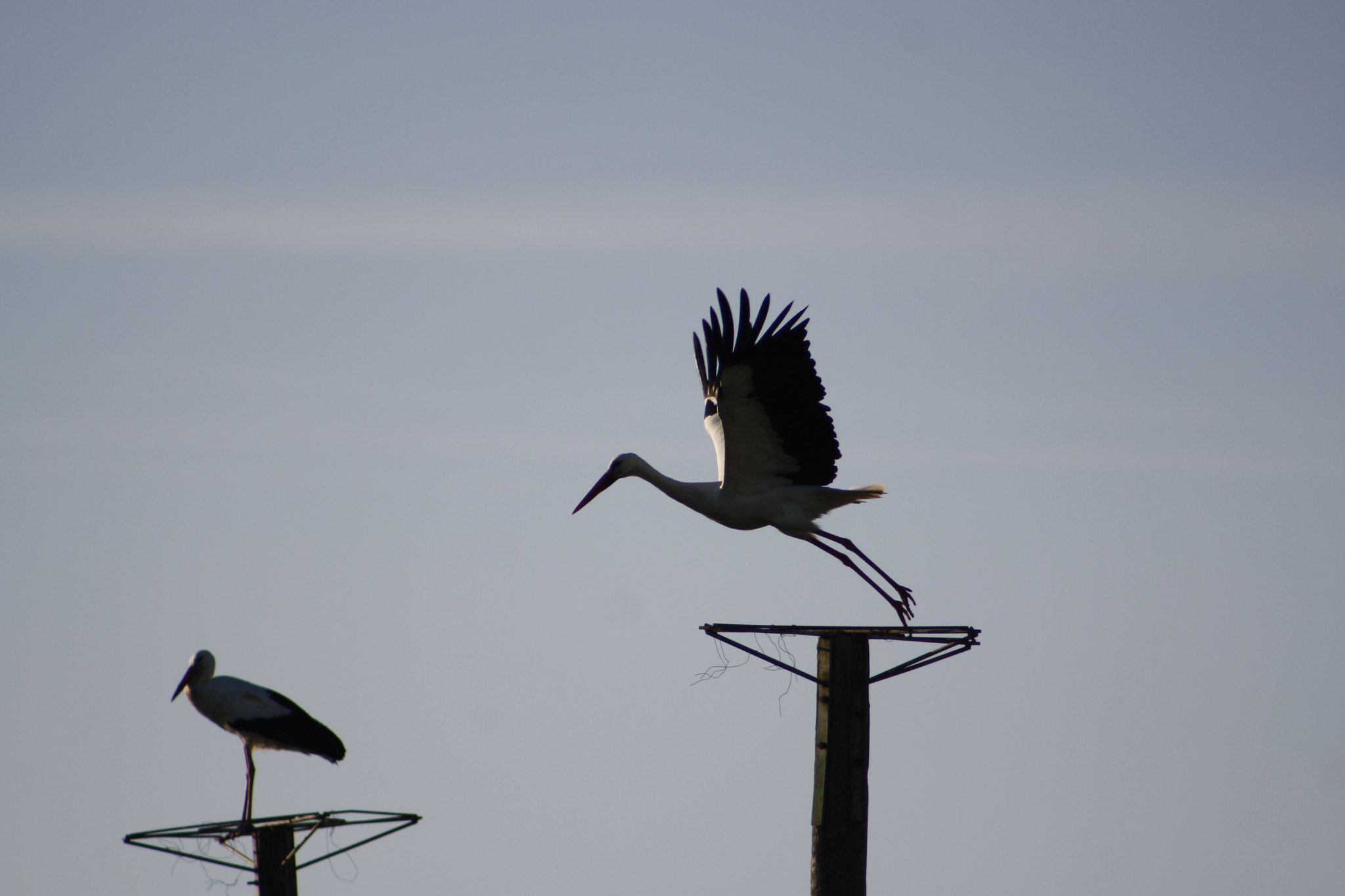 EF75-300mm f/4-5.6 sample photo. Storks photography