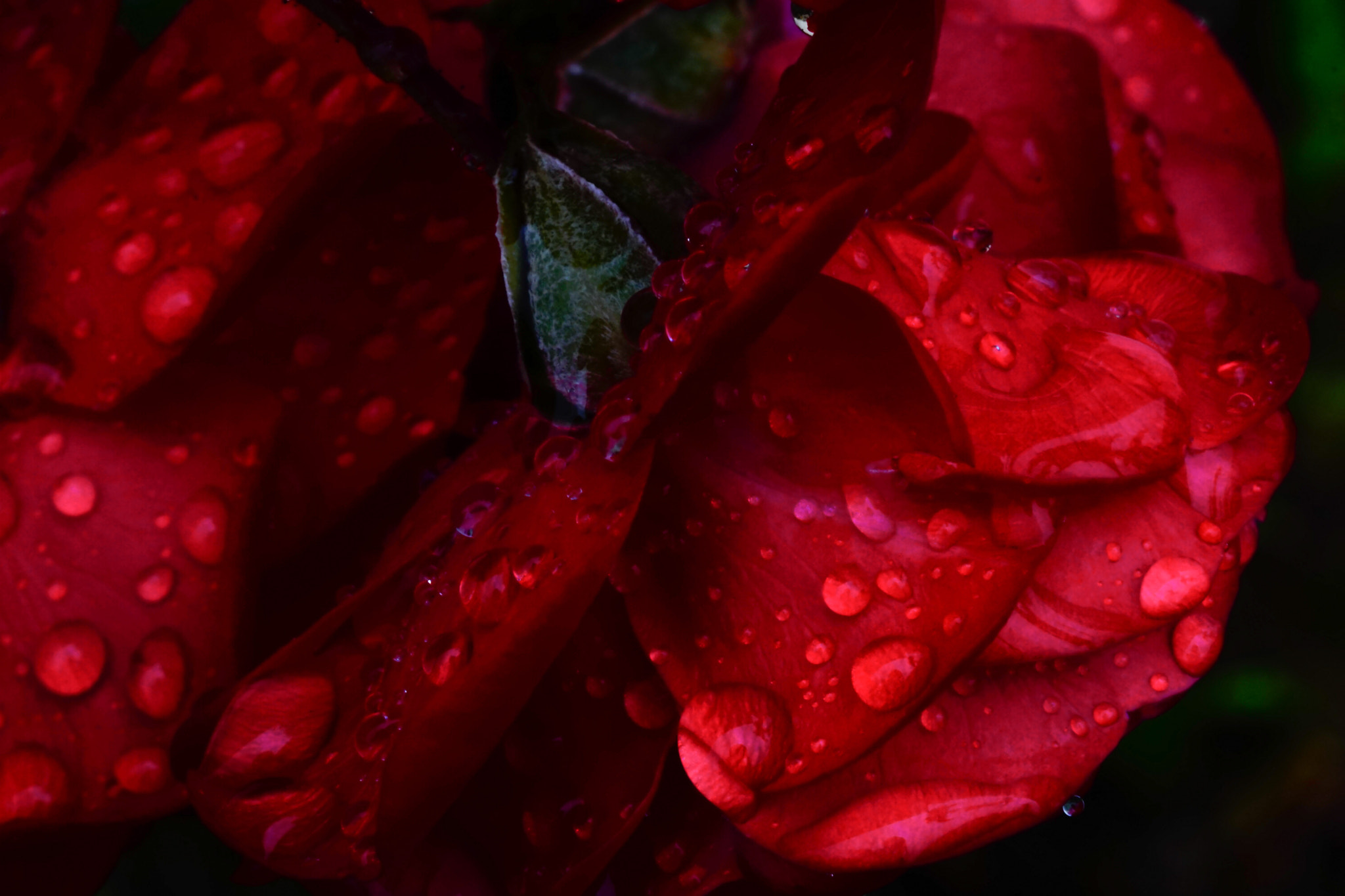 Sony a6000 sample photo. Rose in the rain photography