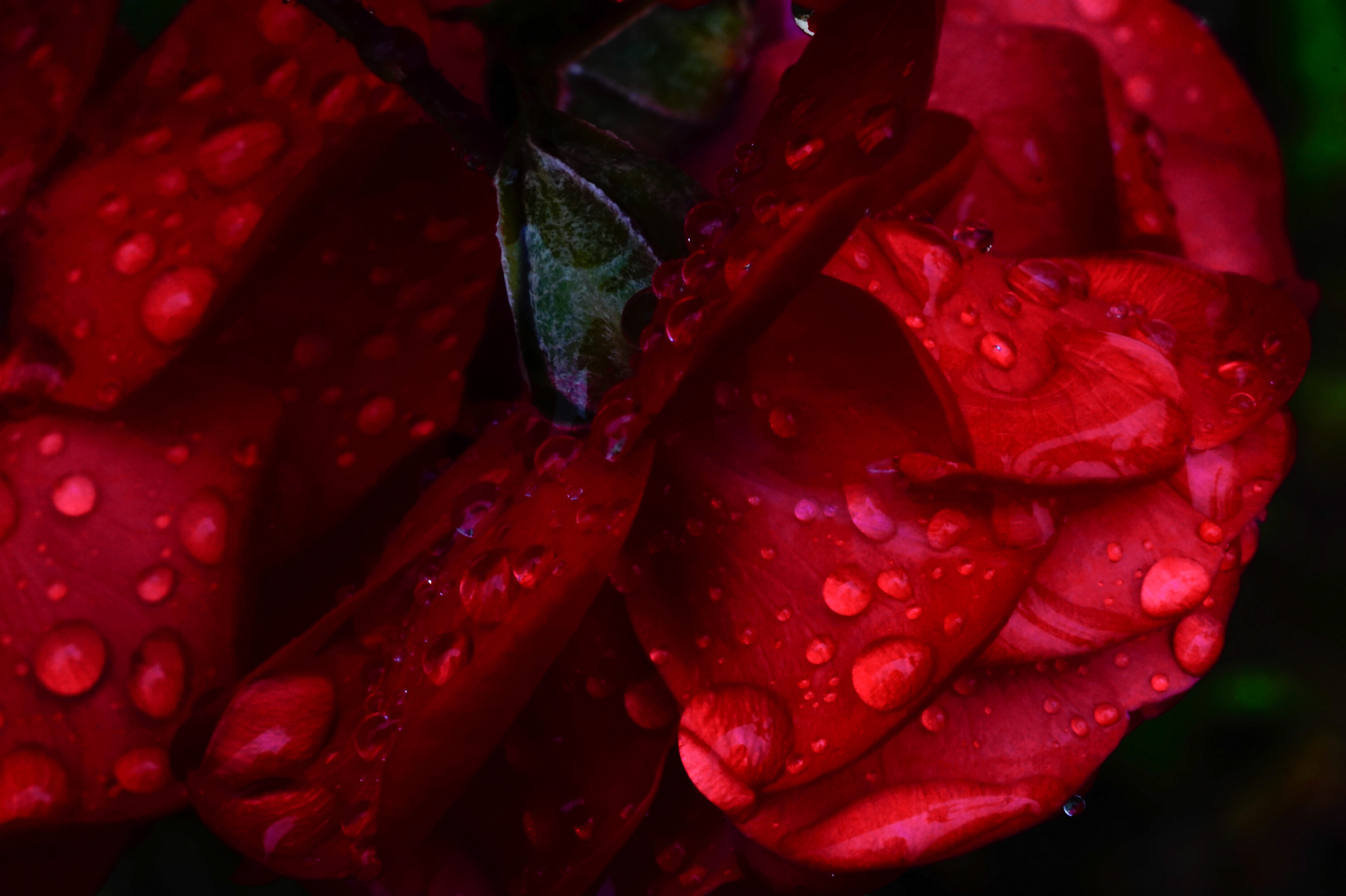 Sony a6000 + Sony FE 90mm F2.8 Macro G OSS sample photo. Rose in the rain photography