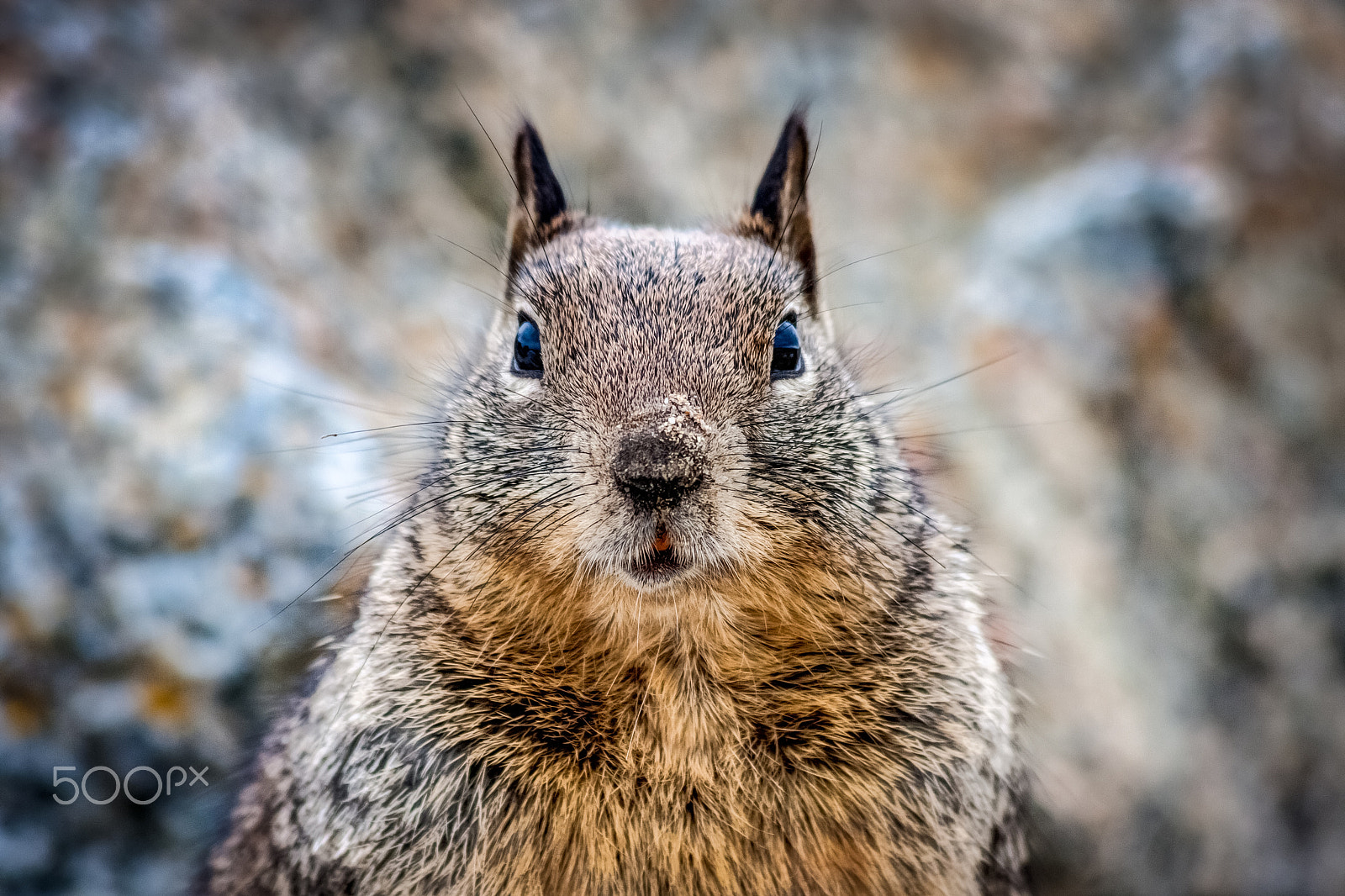 Canon EF 70-300mm F4-5.6 IS USM sample photo. Face to face photography
