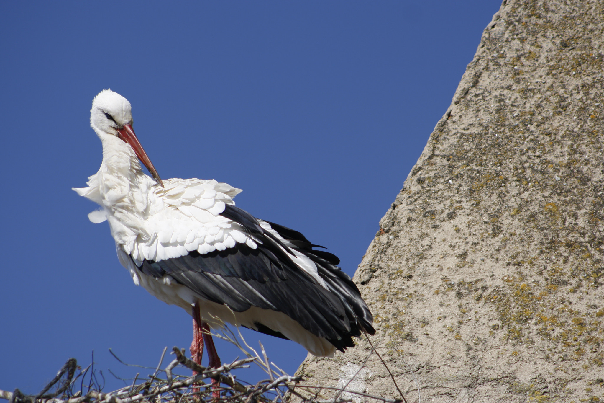 EF75-300mm f/4-5.6 sample photo. Ciconia ciconia photography