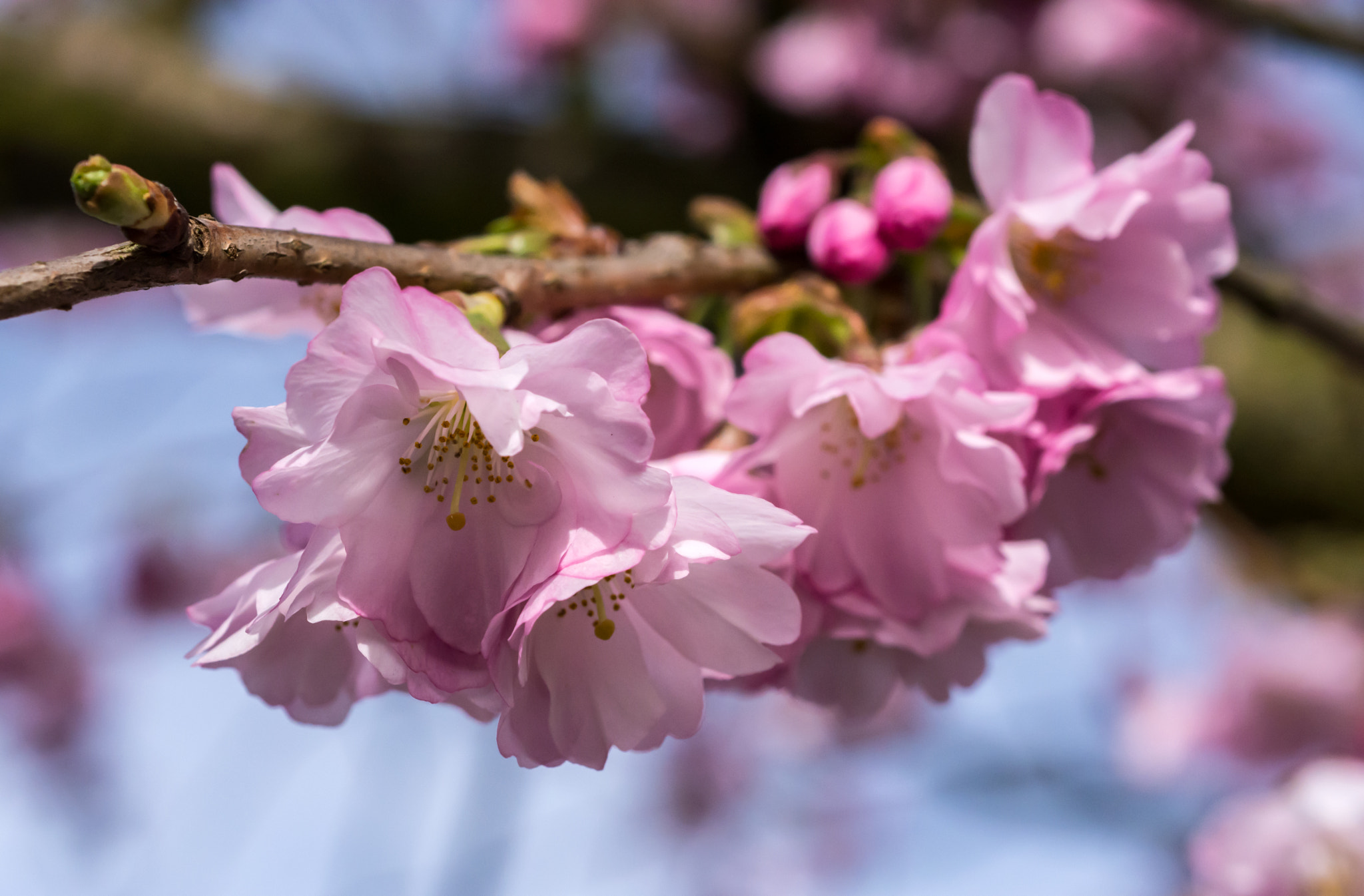 AF Micro-Nikkor 60mm f/2.8 sample photo. Pretty in pink? photography