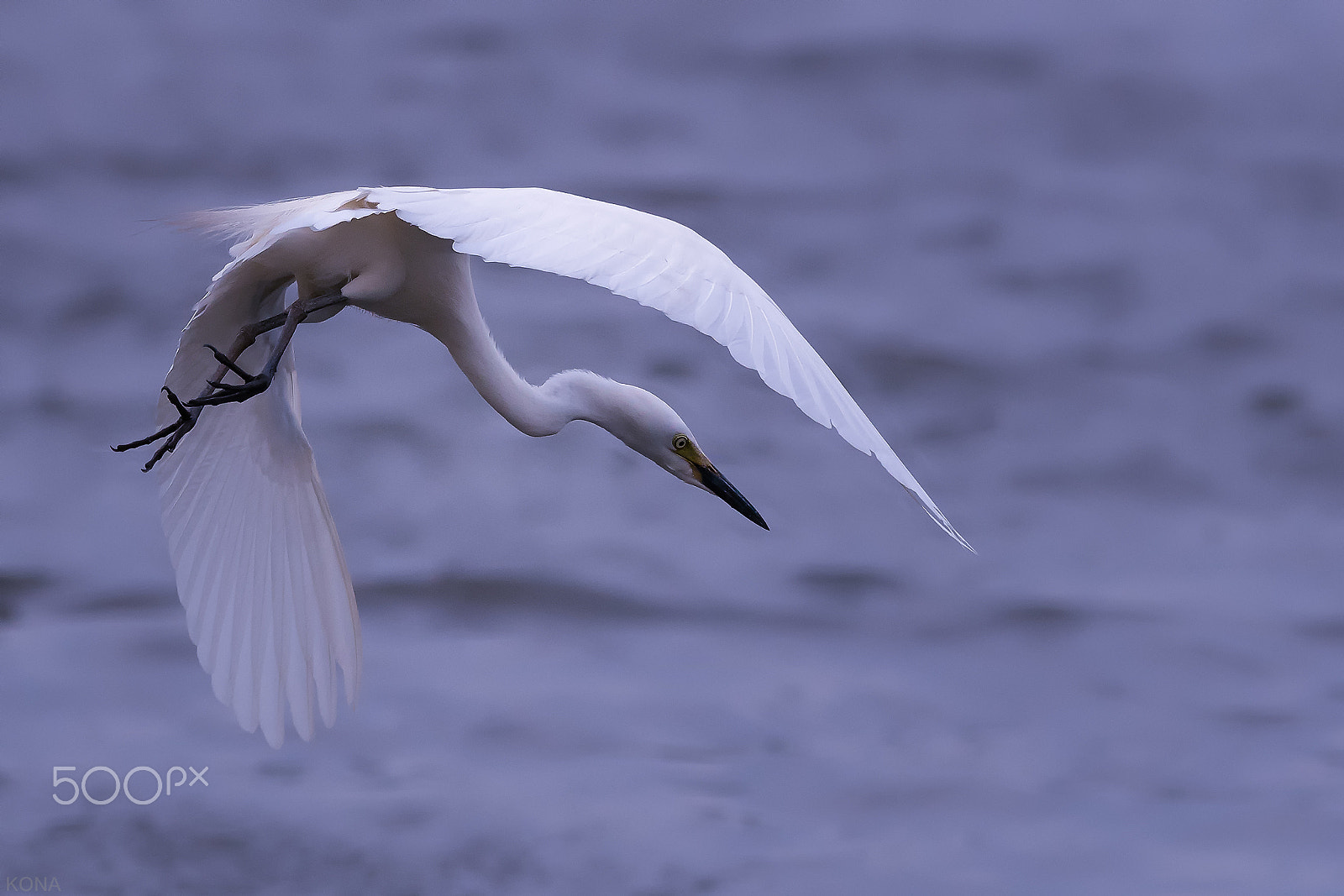Nikon AF-S Nikkor 400mm F2.8G ED VR II sample photo. Sagi   33421390552.jpg photography