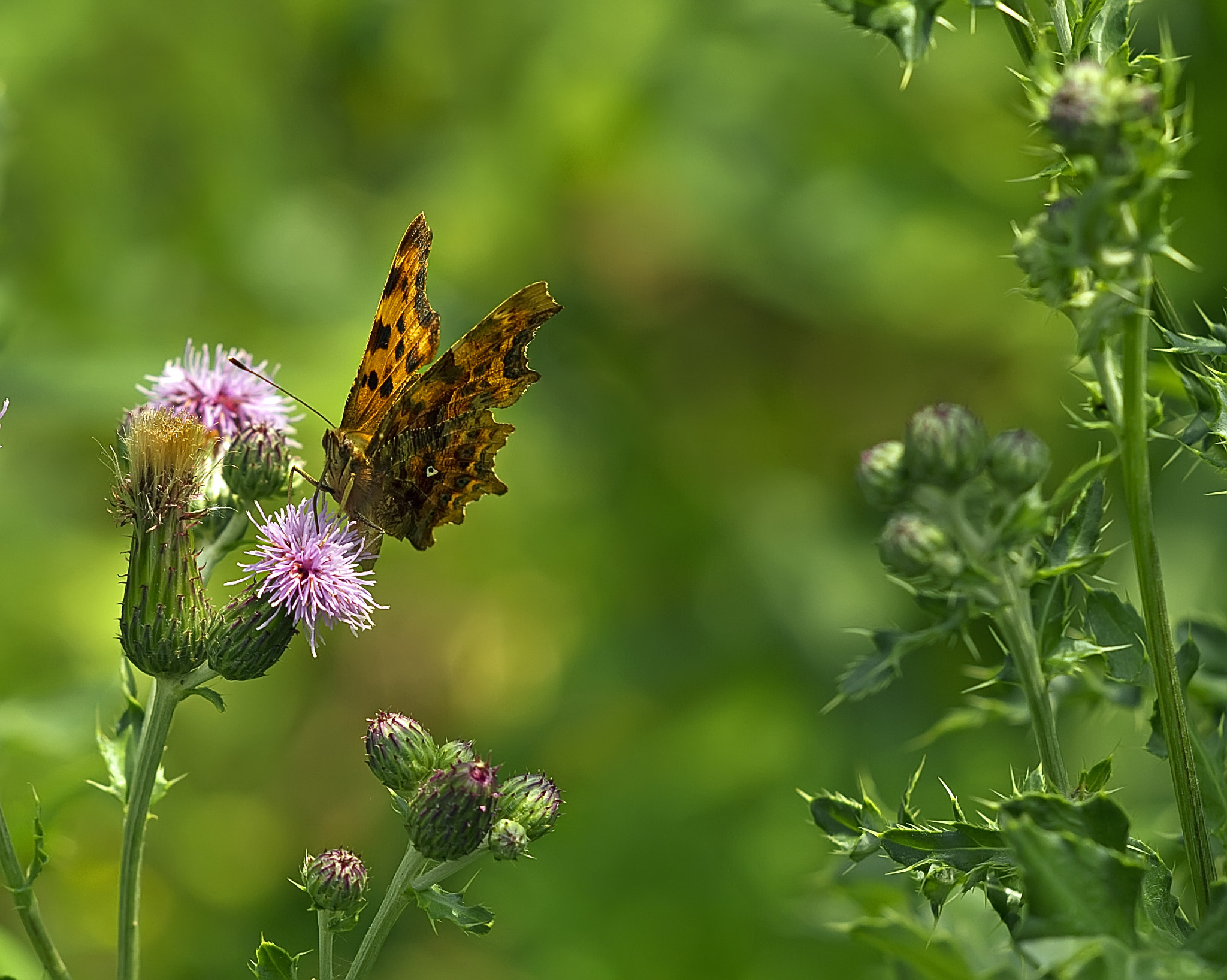 Sigma APO Macro 150mm f/2.8 EX DG HSM sample photo. Robert le diable photography