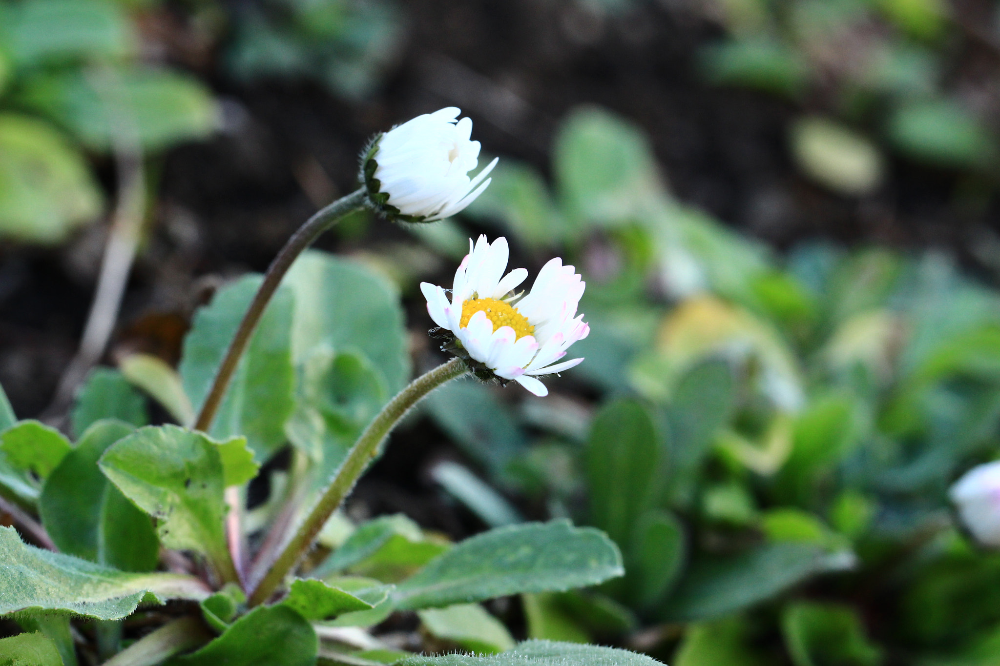 Canon EOS 700D (EOS Rebel T5i / EOS Kiss X7i) sample photo. Têtê-a'-têtê 2 photography