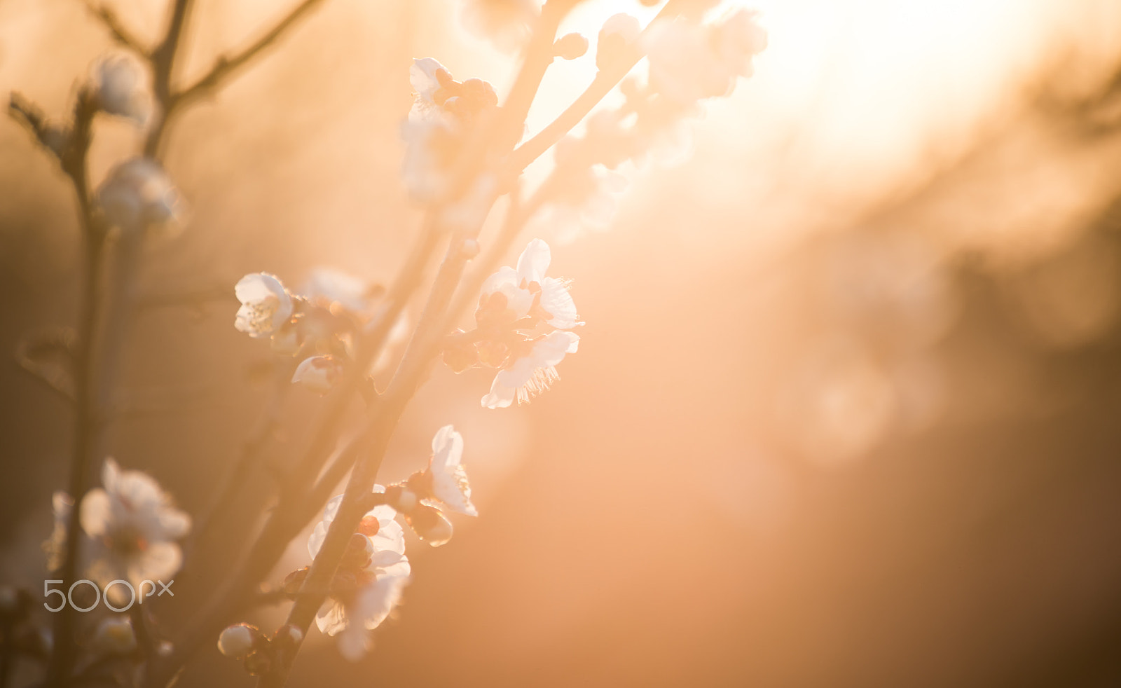 Nikon D800 sample photo. Plum blossoms under sunlight photography