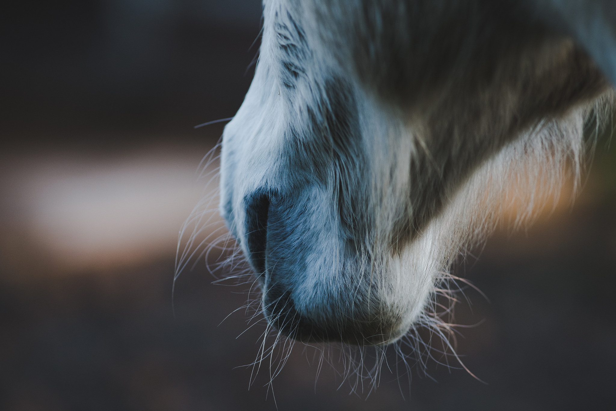 Canon EOS 6D + Canon EF 300mm F4L IS USM sample photo. Monty - horse photography