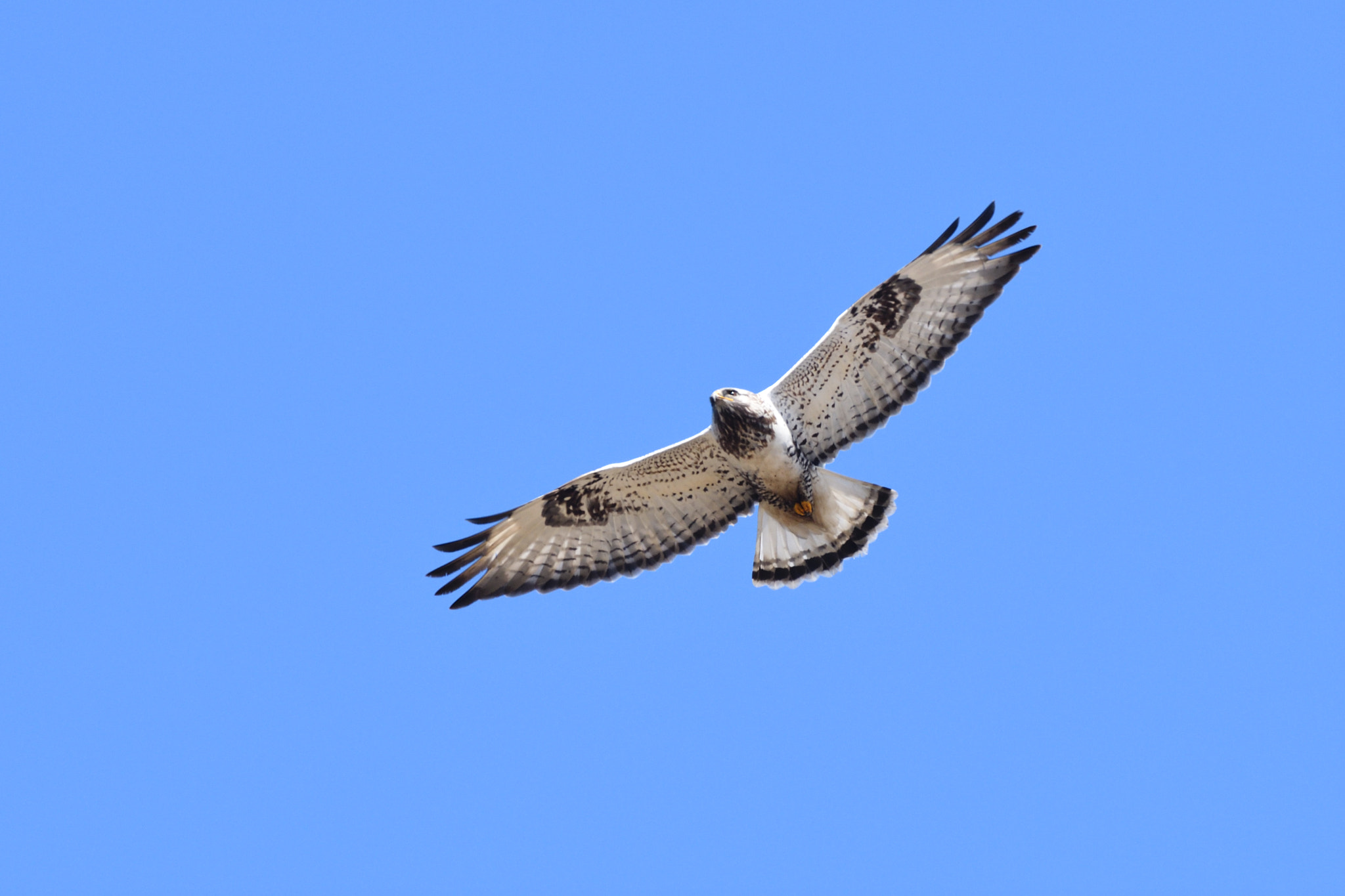 Nikon D500 + Sigma 500mm F4.5 EX DG HSM sample photo. Rough legged buzzard photography