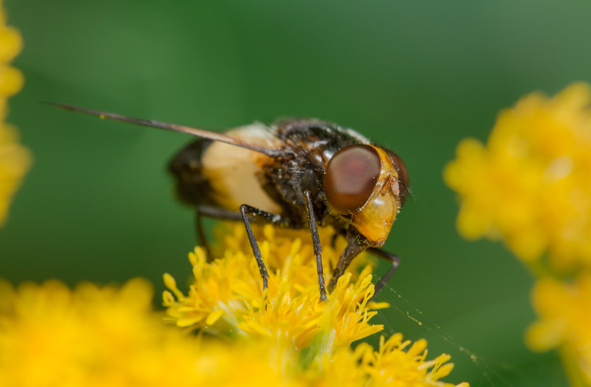 Canon EF 100mm F2.8 Macro USM sample photo. Volucella pellucens photography
