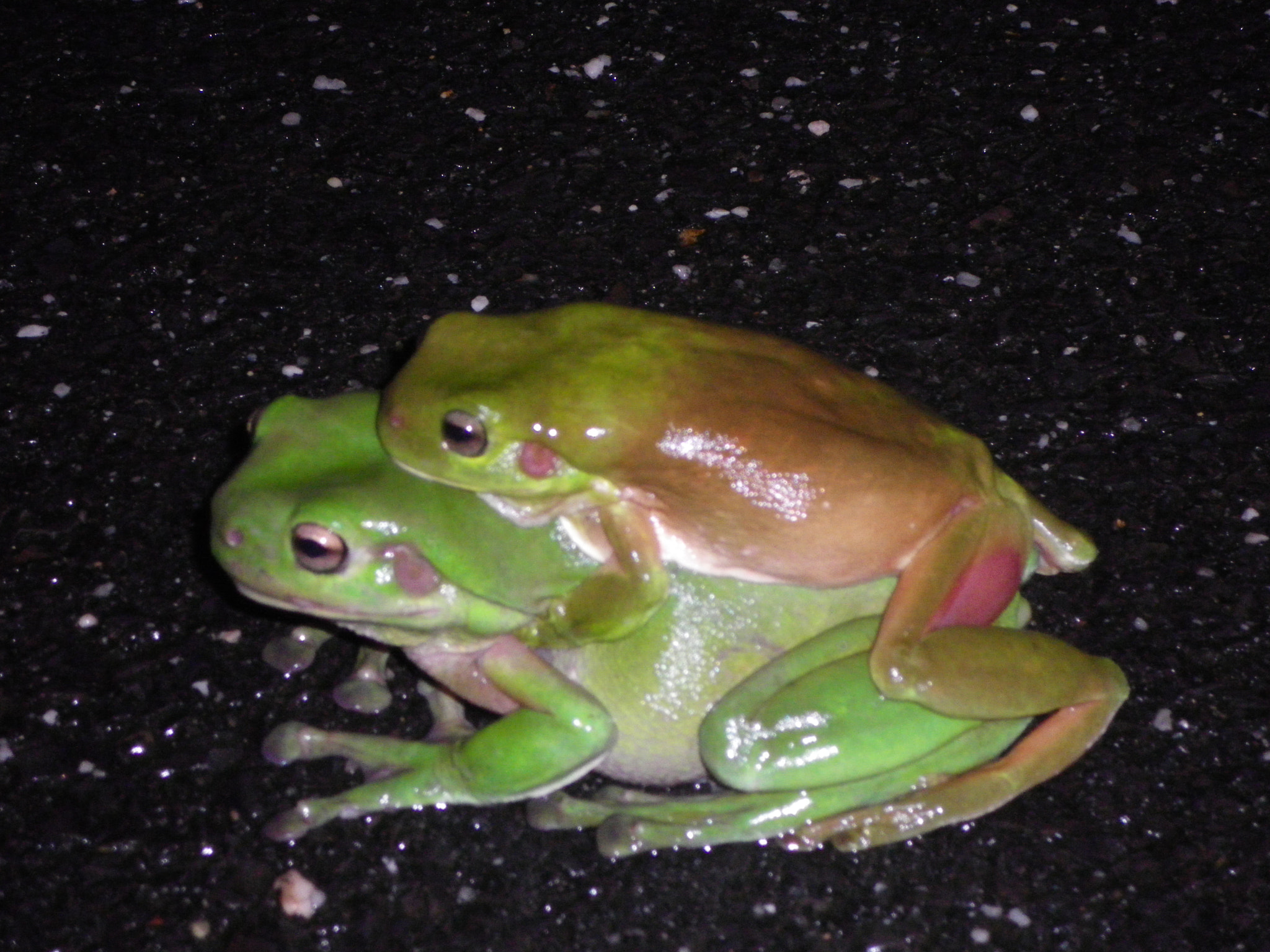 Pentax Optio P80 sample photo. Green frogs photography