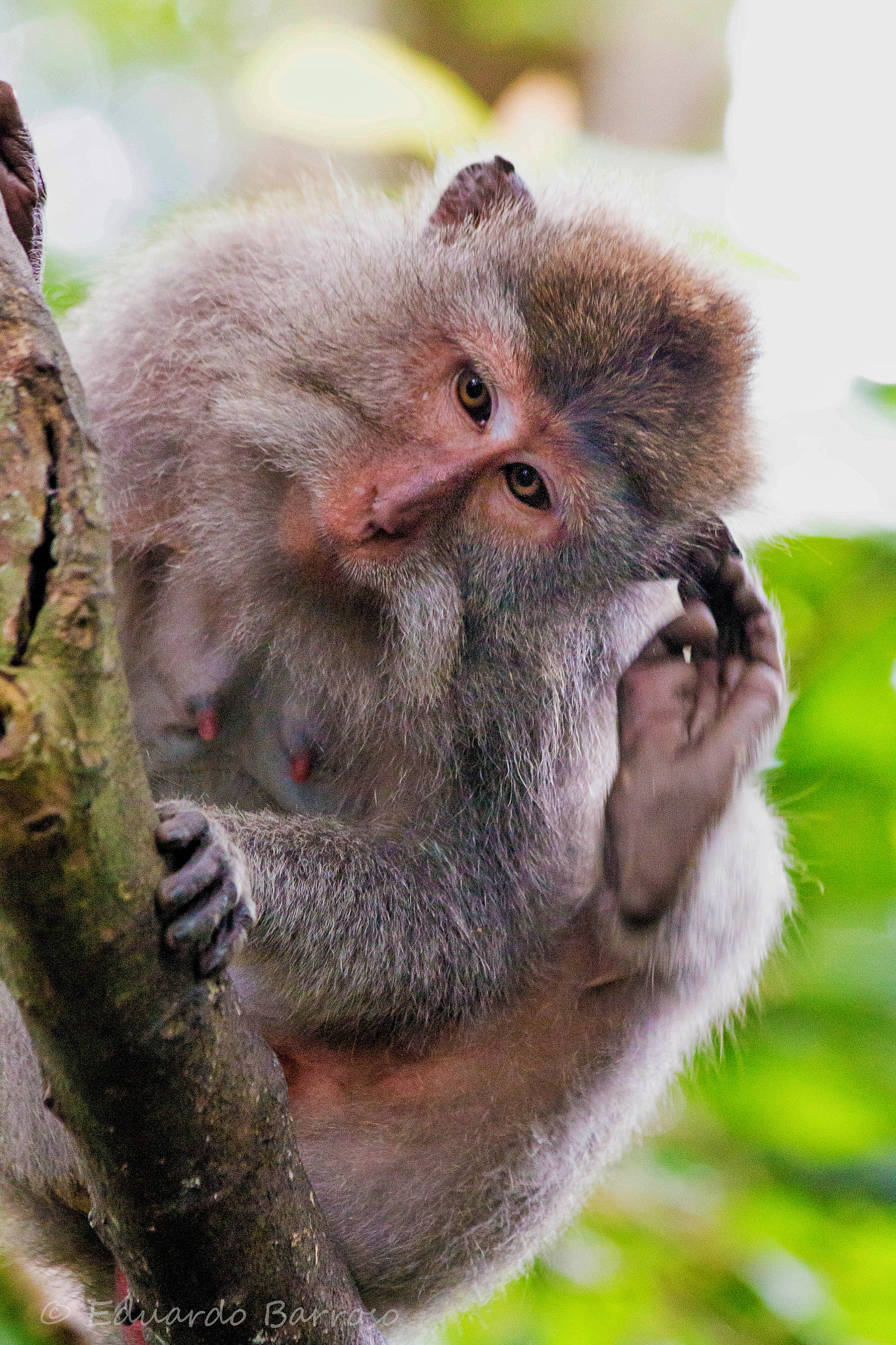 Canon EF 70-300mm F4-5.6 IS USM sample photo. Balinese monkey  photography