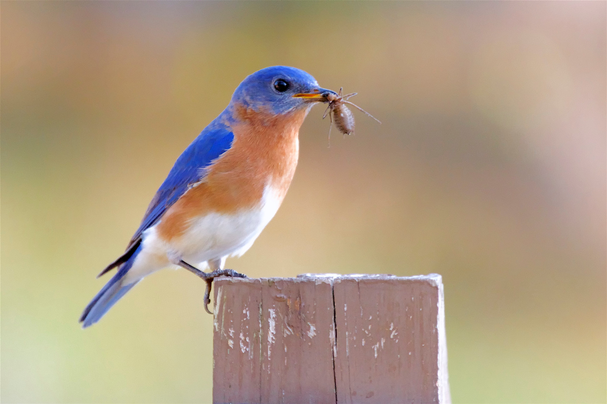 Canon EOS 7D + Canon EF 70-300mm F4-5.6L IS USM sample photo. Eastern bluebird photography
