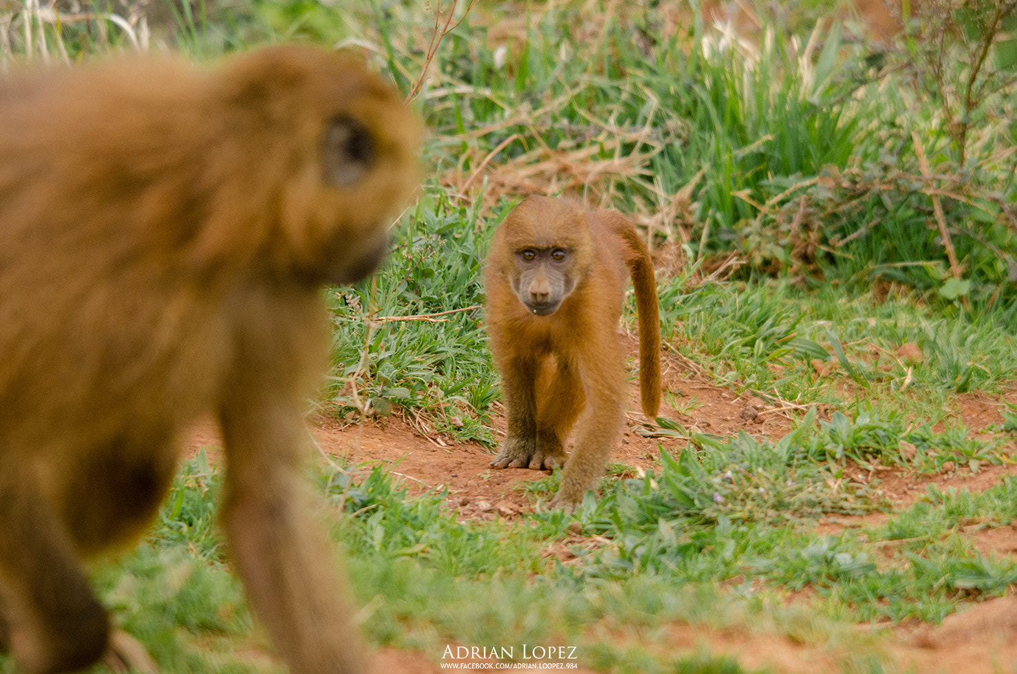 Sigma 150-500mm F5-6.3 DG OS HSM sample photo. Papiones photography