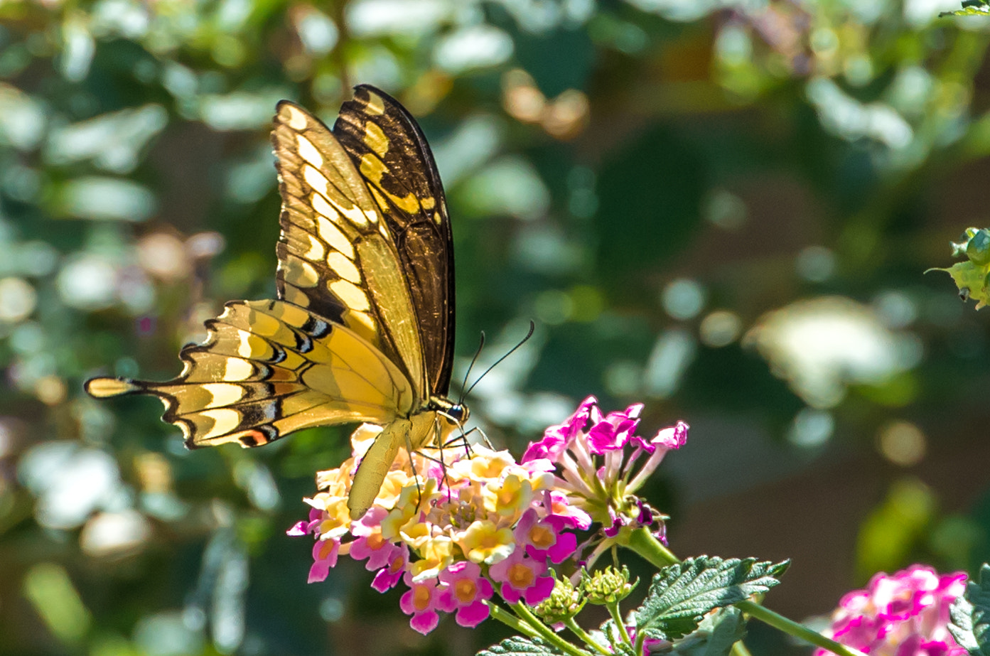 Canon EF 70-300mm F4-5.6L IS USM sample photo. Delicacy... photography