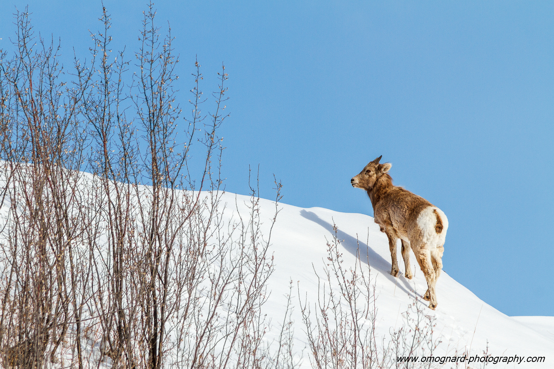 Canon EF 300mm F4L IS USM sample photo. Lamb on the ridge photography