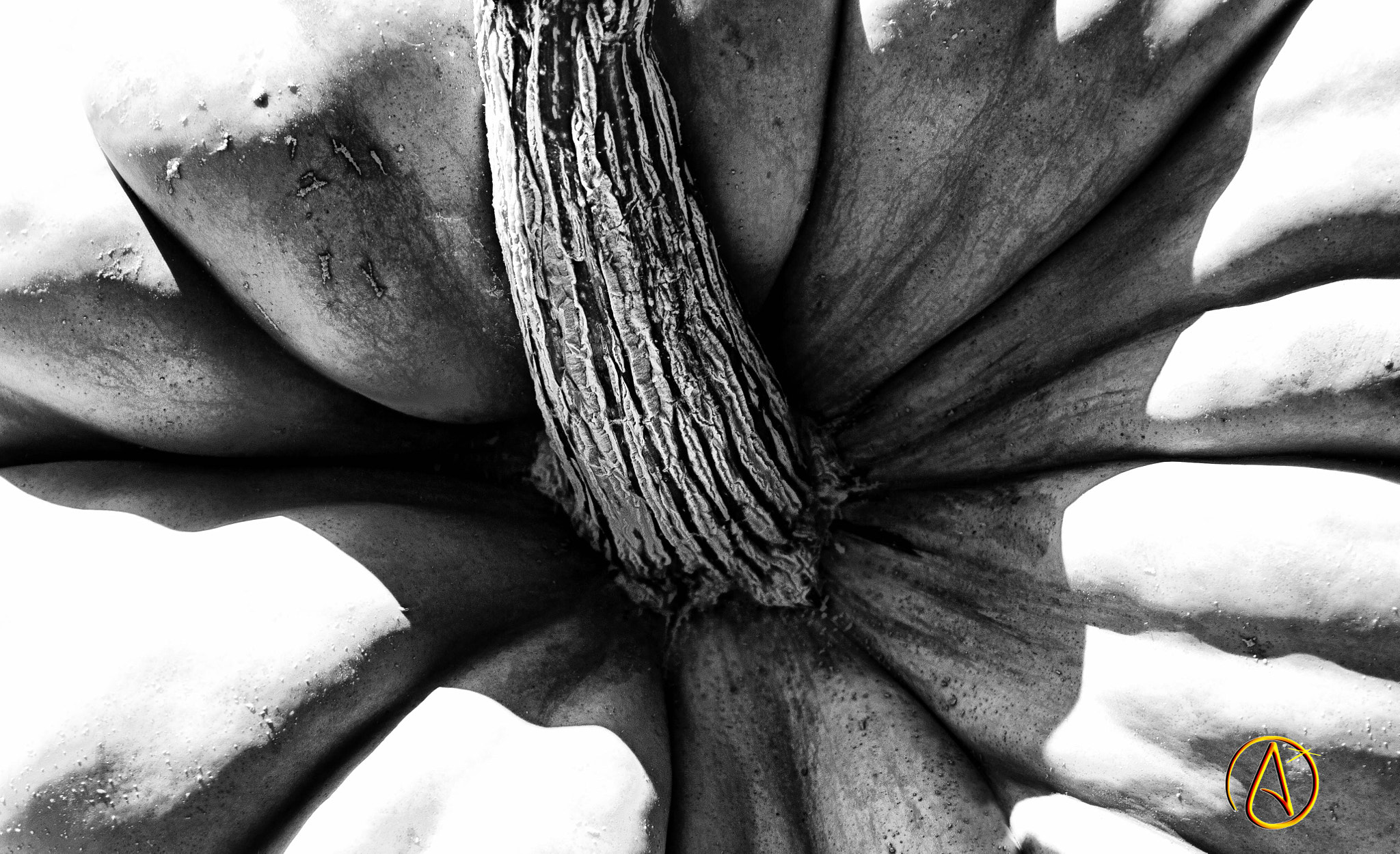 Canon EF 28-105mm f/3.5-4.5 USM sample photo. Pumpkin photography