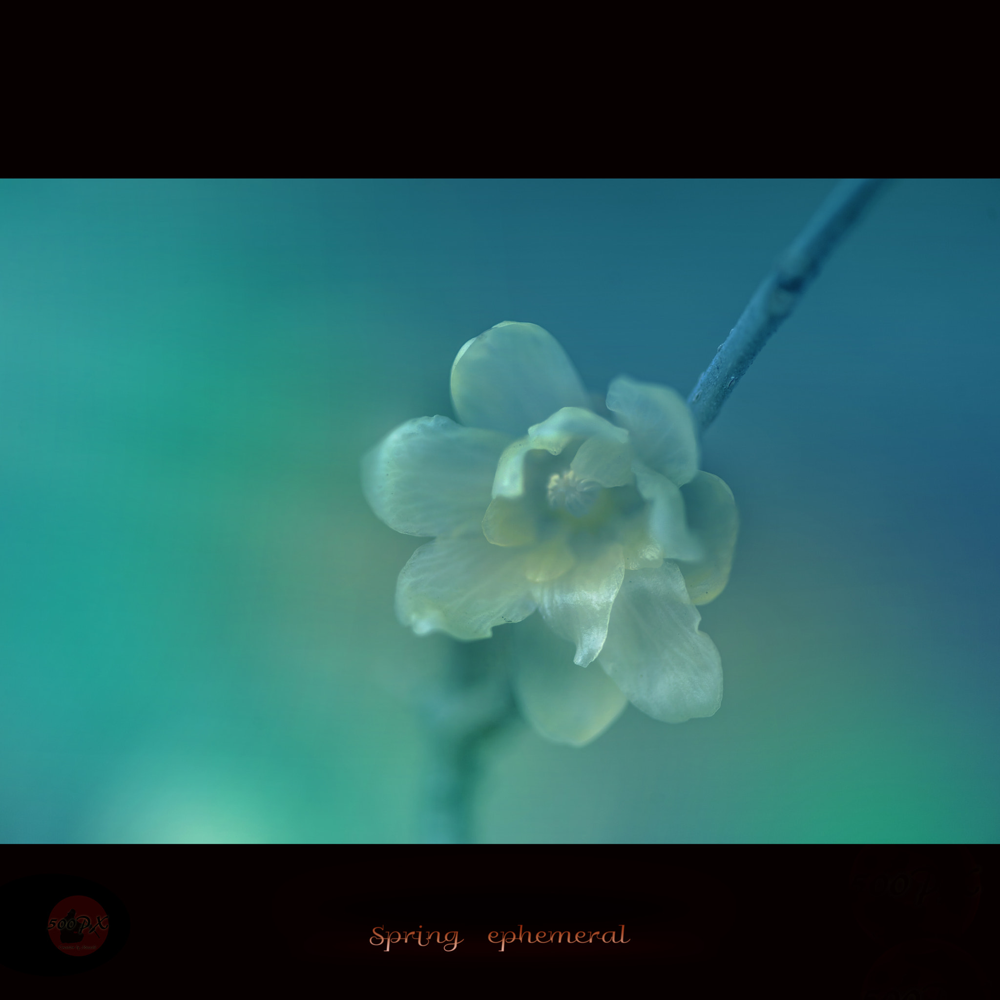 Nikon D800 sample photo. Spring ephemeral photography