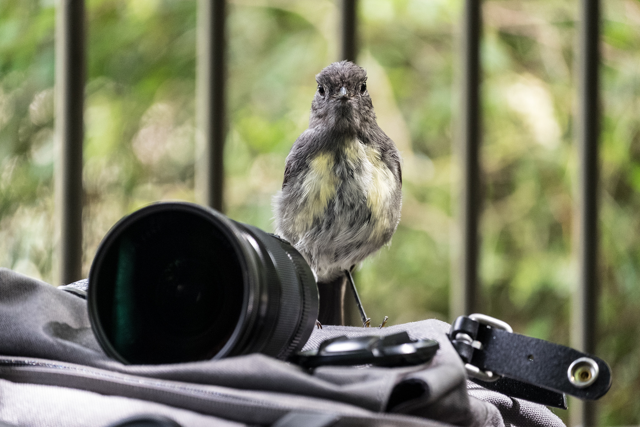 Fujifilm XF 55-200mm F3.5-4.8 R LM OIS sample photo. Grey warbler photography