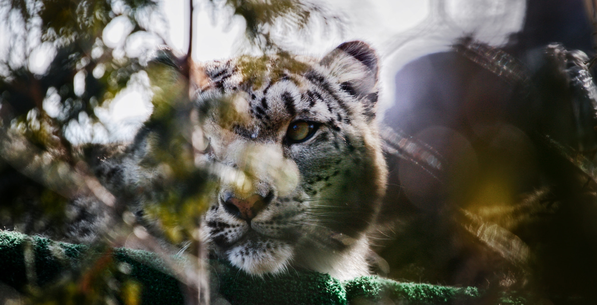Canon EOS 70D + Canon EF 70-200mm F4L USM sample photo. Through the bush photography