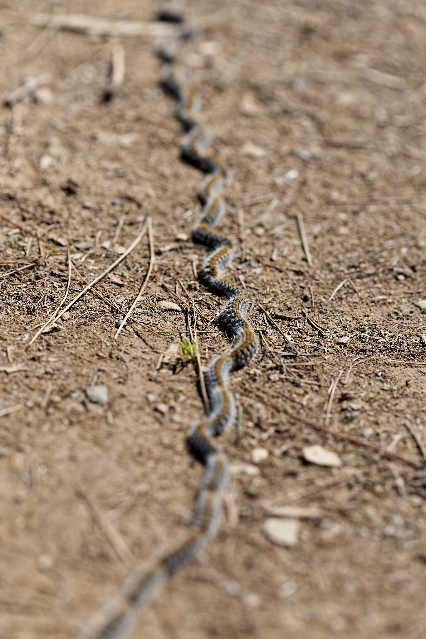 Canon EF 100mm F2.8 Macro USM sample photo. Live spring photography