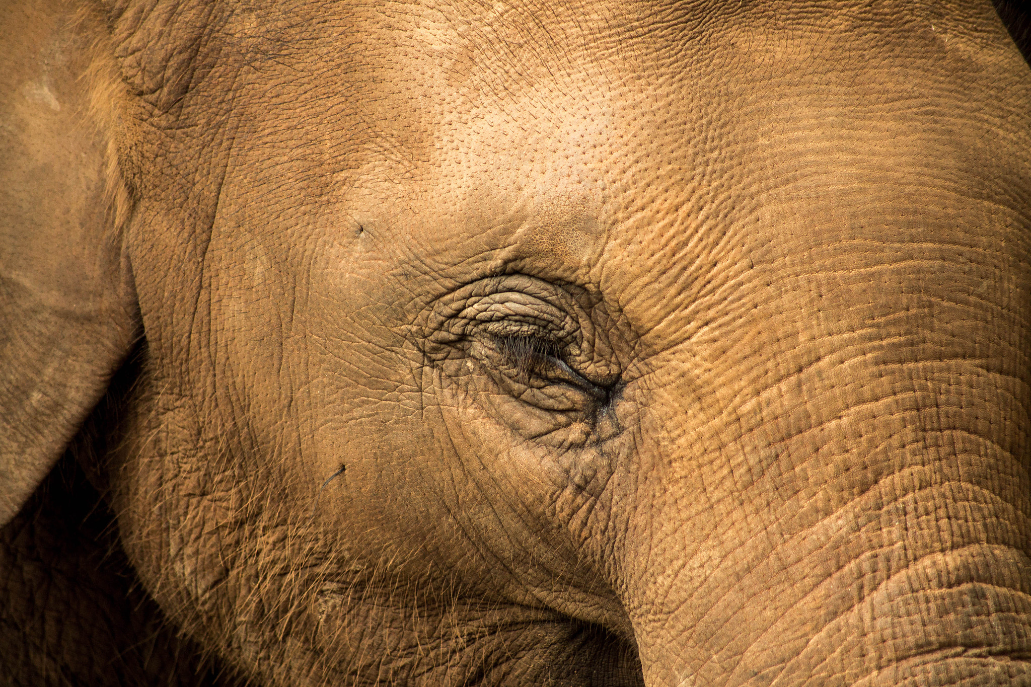 Canon EOS 1100D (EOS Rebel T3 / EOS Kiss X50) sample photo. Save the elephants photography