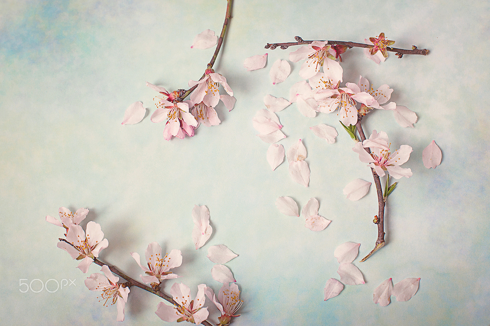 Nikon D700 + Nikon AF Nikkor 50mm F1.4D sample photo. Spring flowering branch on abstract background. almond blossoms photography