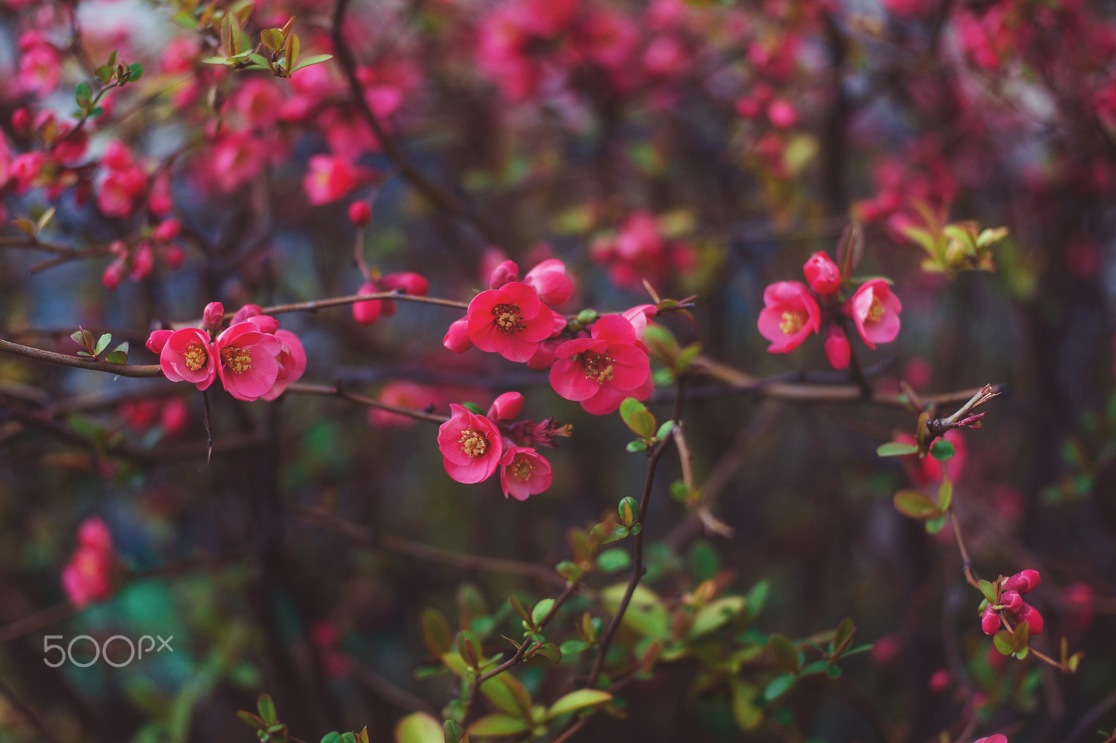 Nikon D700 + Nikon AF Nikkor 50mm F1.4D sample photo. Spring blossoms on natural background photography