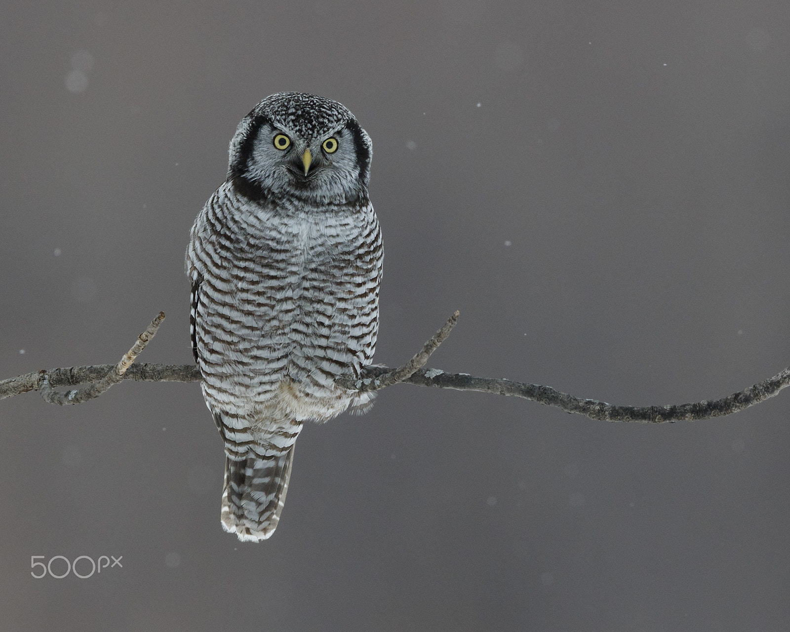 Canon EOS 7D Mark II sample photo. Northern hawk owl photography