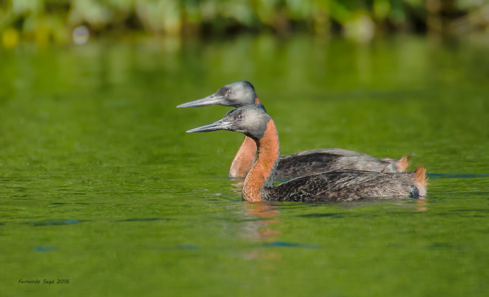 Nikon D7000 + Sigma 50-500mm F4.5-6.3 DG OS HSM sample photo. Xxtw photography