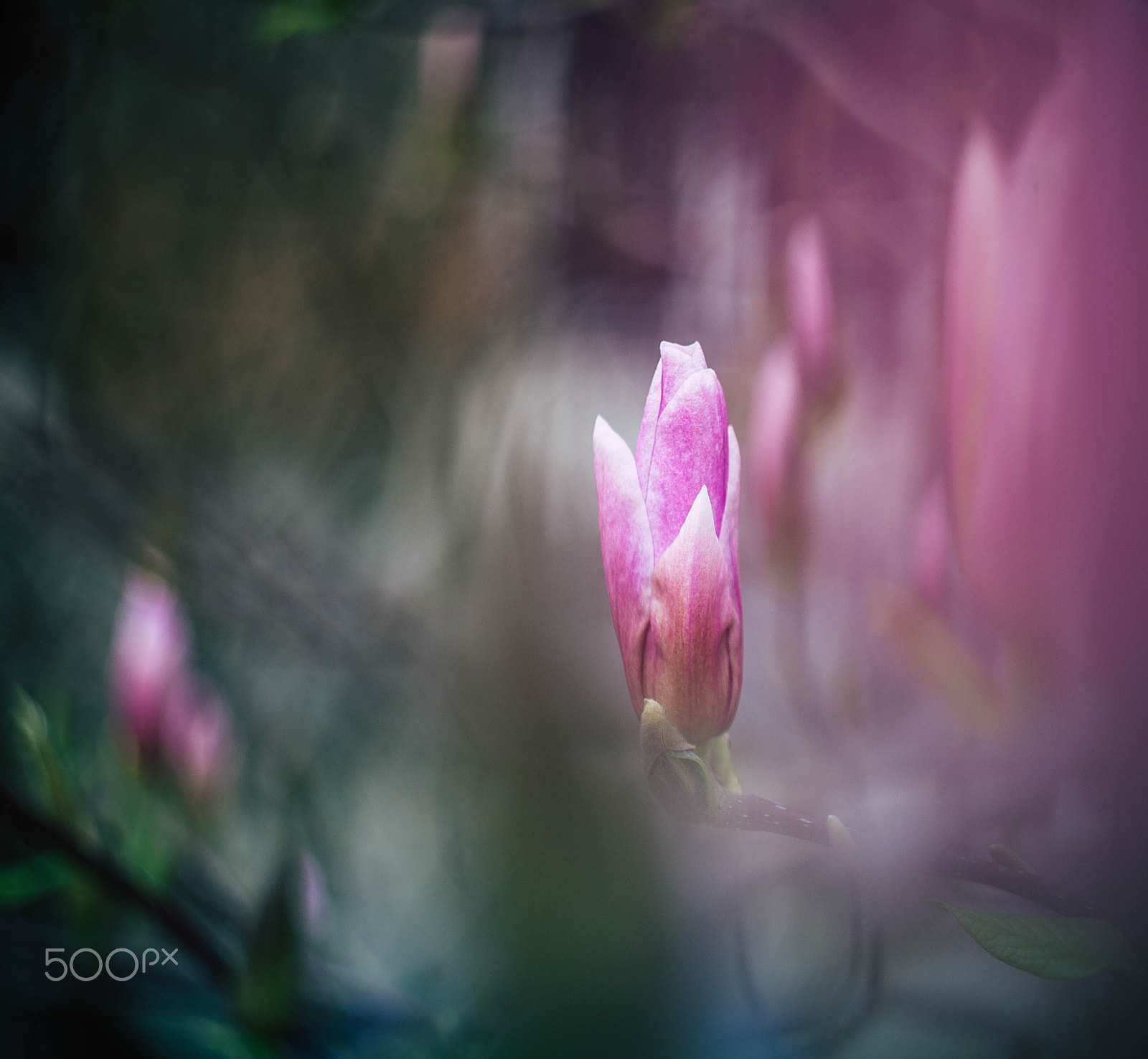 Canon EF 35-80mm f/4-5.6 sample photo. ***** photography