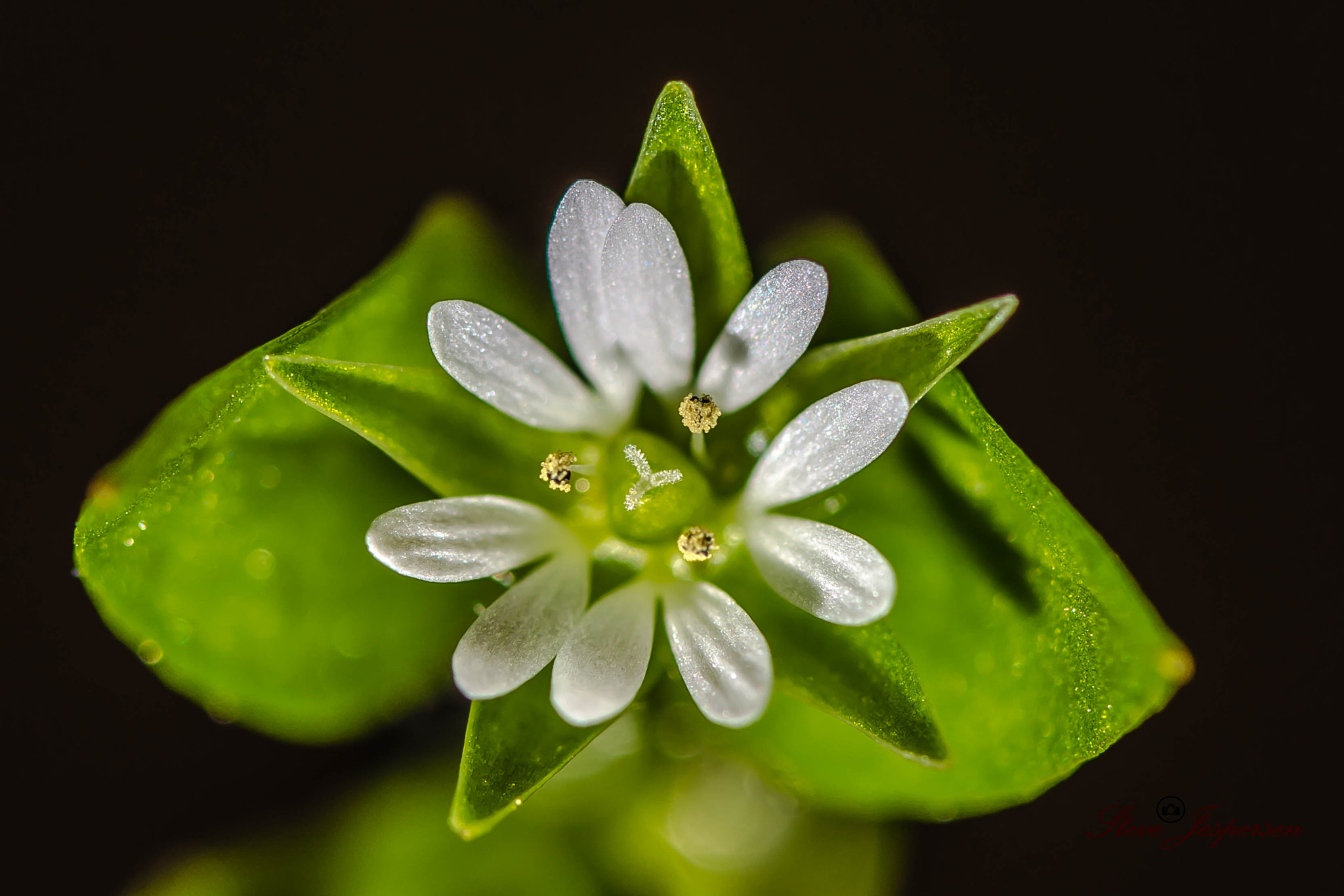 Nikon D7200 sample photo. Found this very small flower  photography