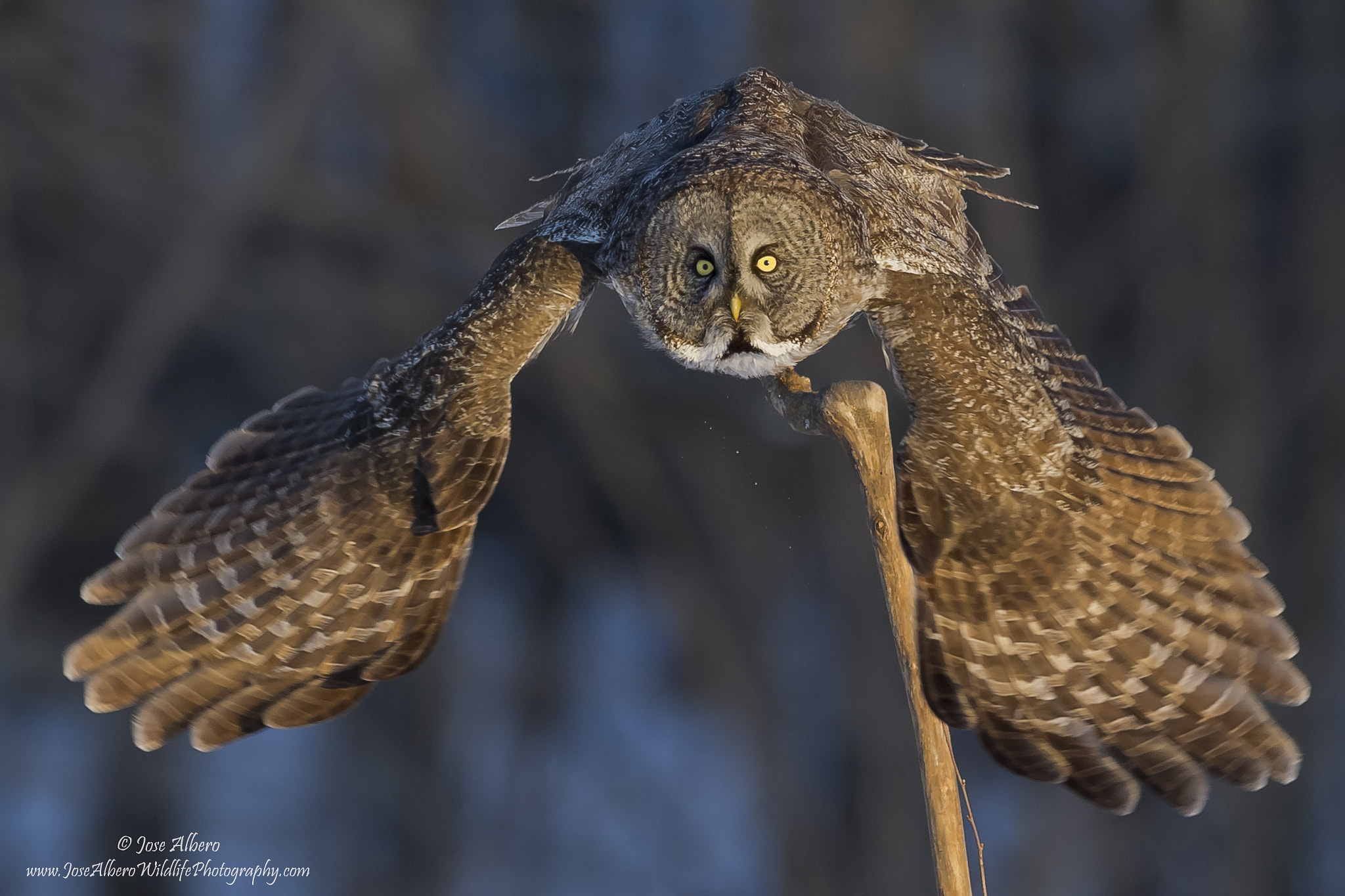 Nikon AF-S Nikkor 500mm F4D ED-IF II sample photo. Great gray owl photography