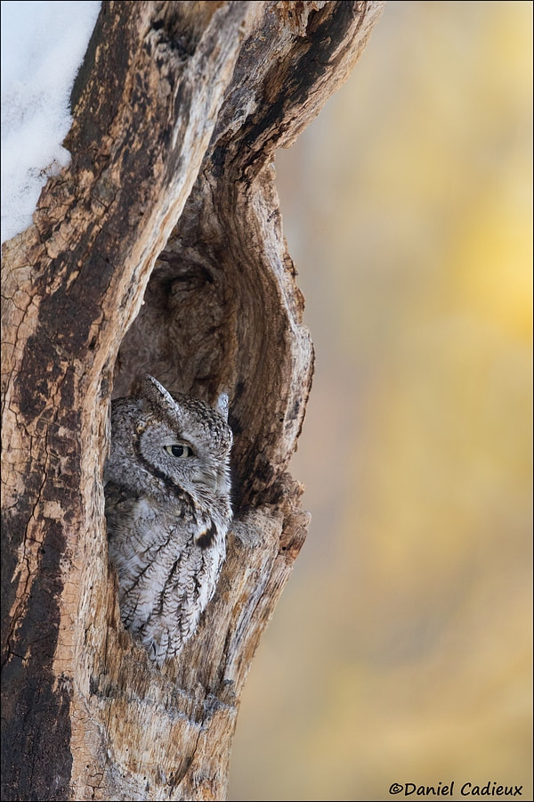 Canon EF 500mm F4L IS II USM sample photo. Eastern screech-owl vertical photography