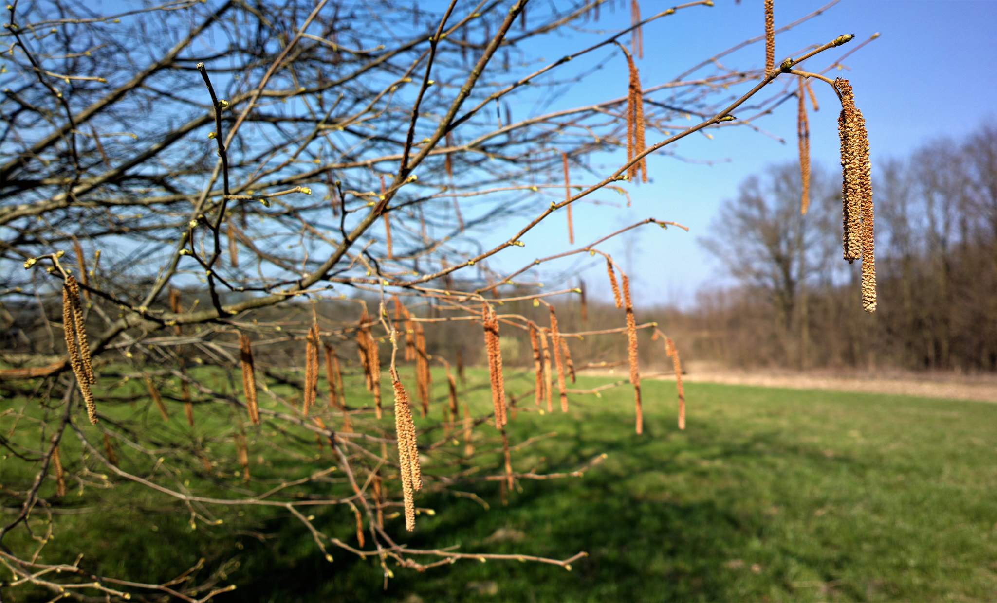 Nokia 808 PureView sample photo. Lijeska photography