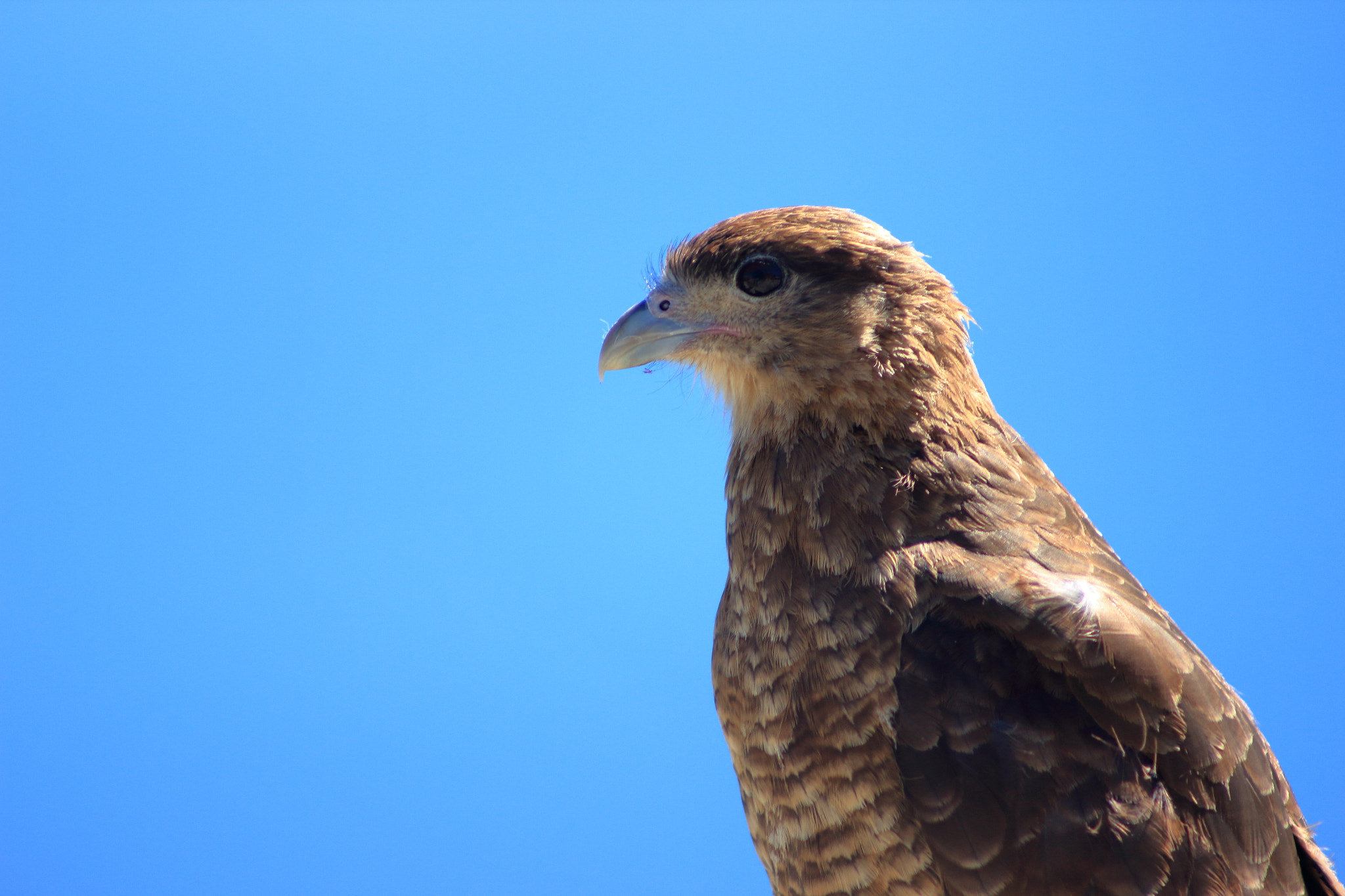 EF75-300mm f/4-5.6 sample photo. Bird photography