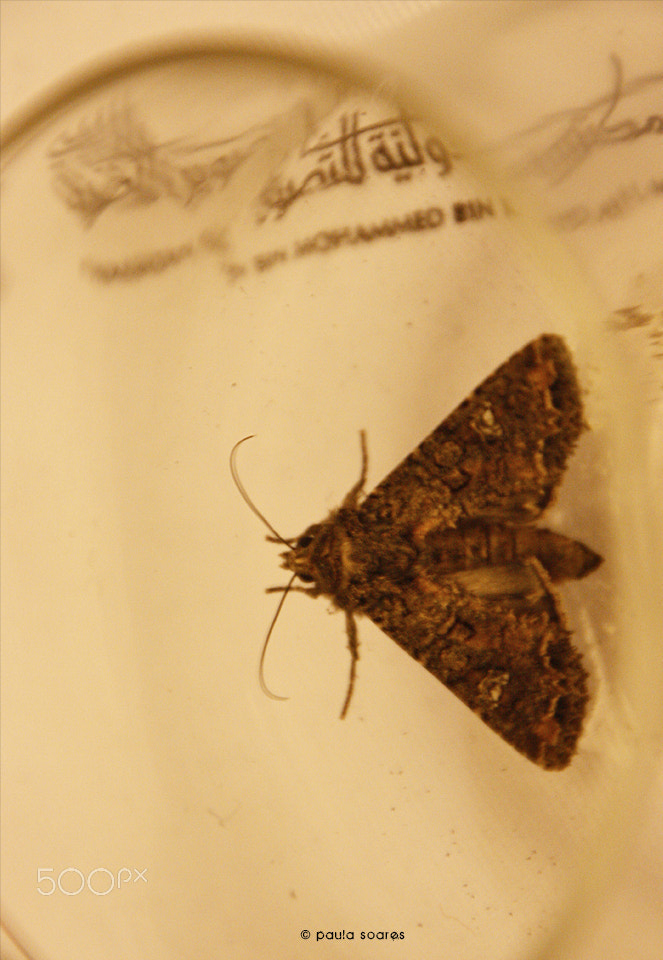 Canon EOS 450D (EOS Rebel XSi / EOS Kiss X2) sample photo. Night butterfly photography