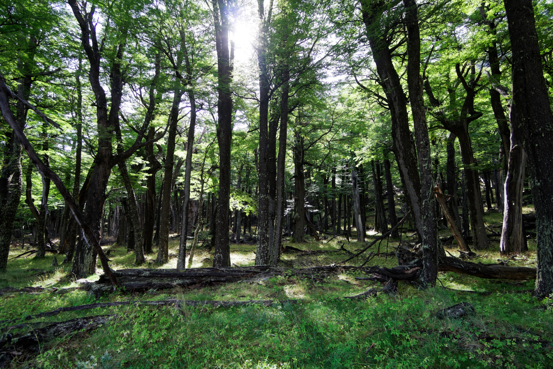 Sony a6300 sample photo. Patagonian forest photography