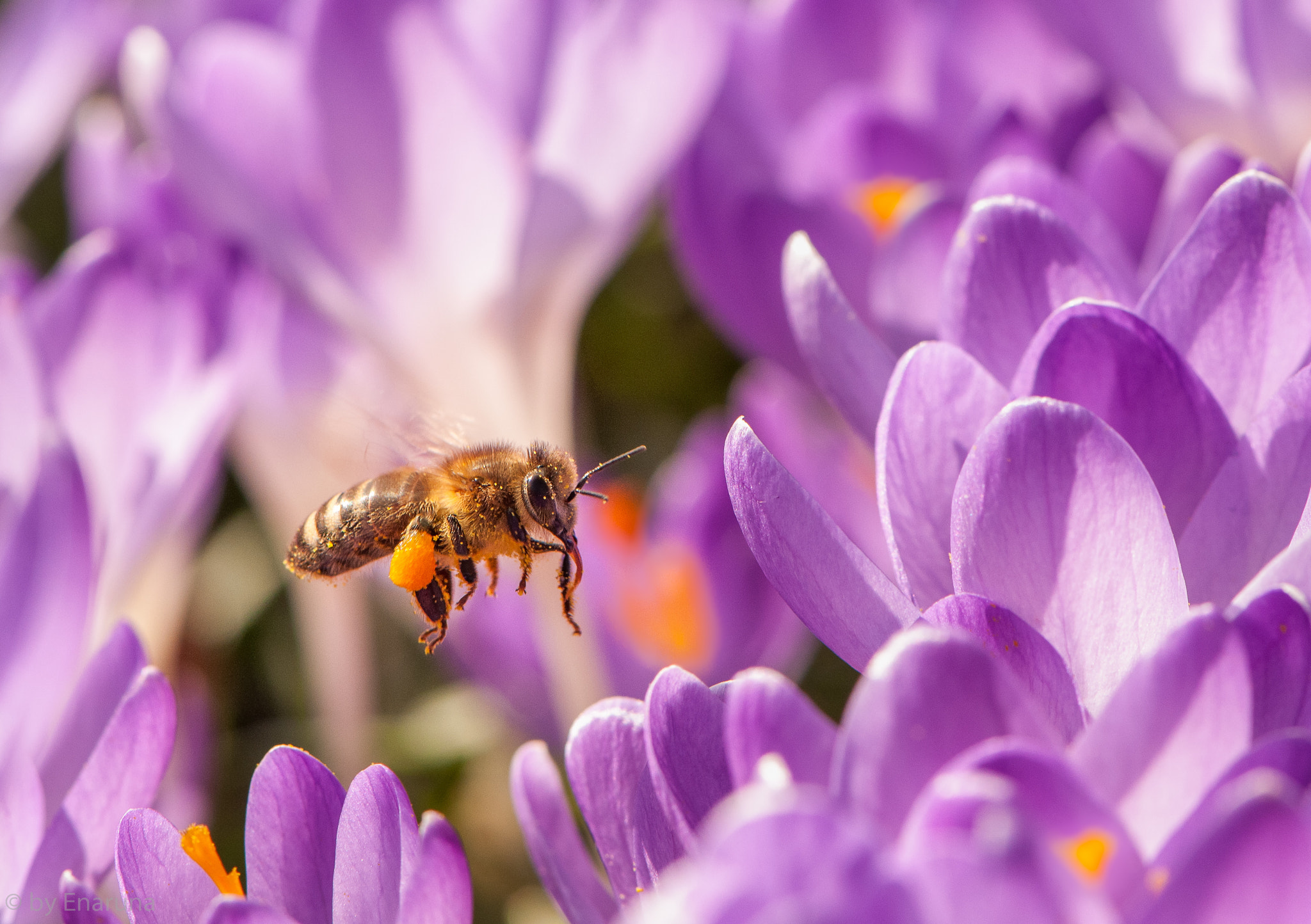Nikon AF-S Micro-Nikkor 105mm F2.8G IF-ED VR sample photo. Busy bee photography