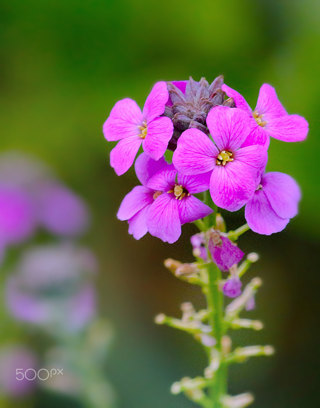 Canon EF 70-300mm F4-5.6L IS USM sample photo. Flowers photography