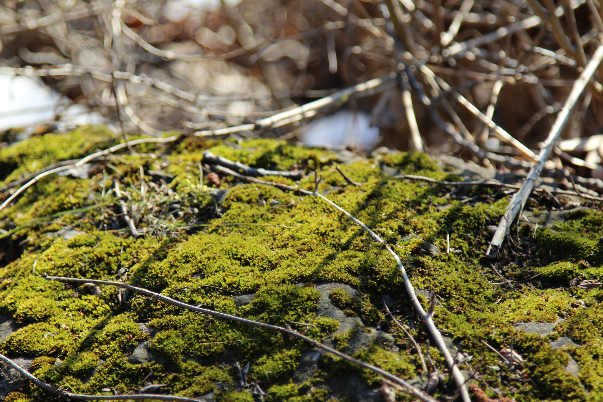 Canon EF 24-105mm F4L IS USM sample photo. Img photography