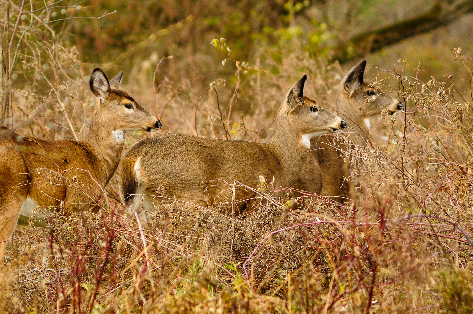 AF Zoom-Nikkor 75-300mm f/4.5-5.6 sample photo. Whitetail deer photography