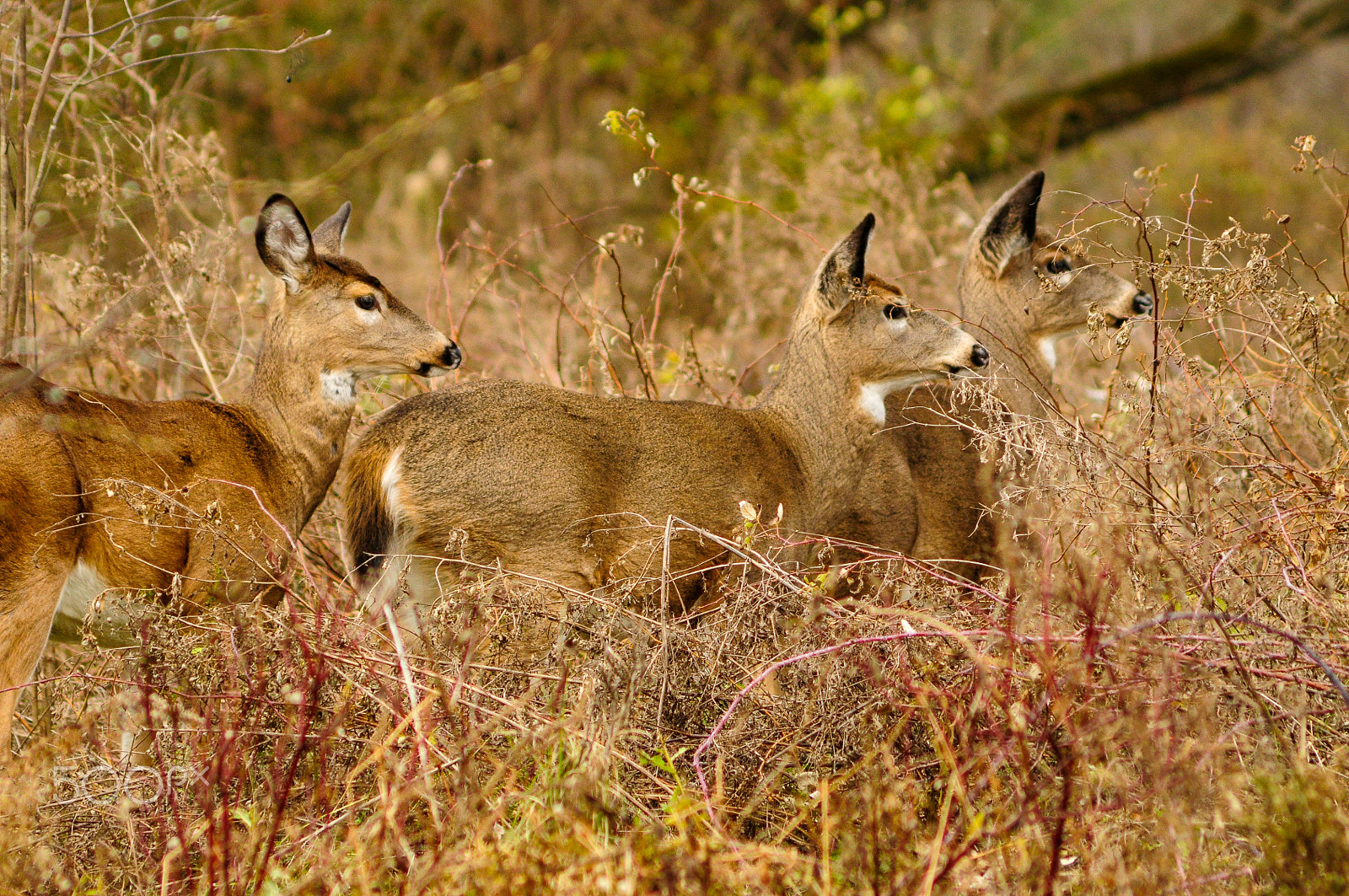 Nikon D90 + AF Zoom-Nikkor 75-300mm f/4.5-5.6 sample photo. Whitetail deer photography