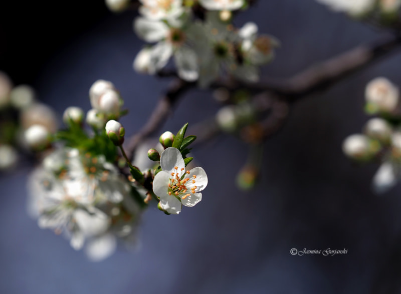 Olympus OM-D E-M1 Mark II + Olympus M.Zuiko Digital ED 40-150mm F2.8 Pro sample photo. Revival photography