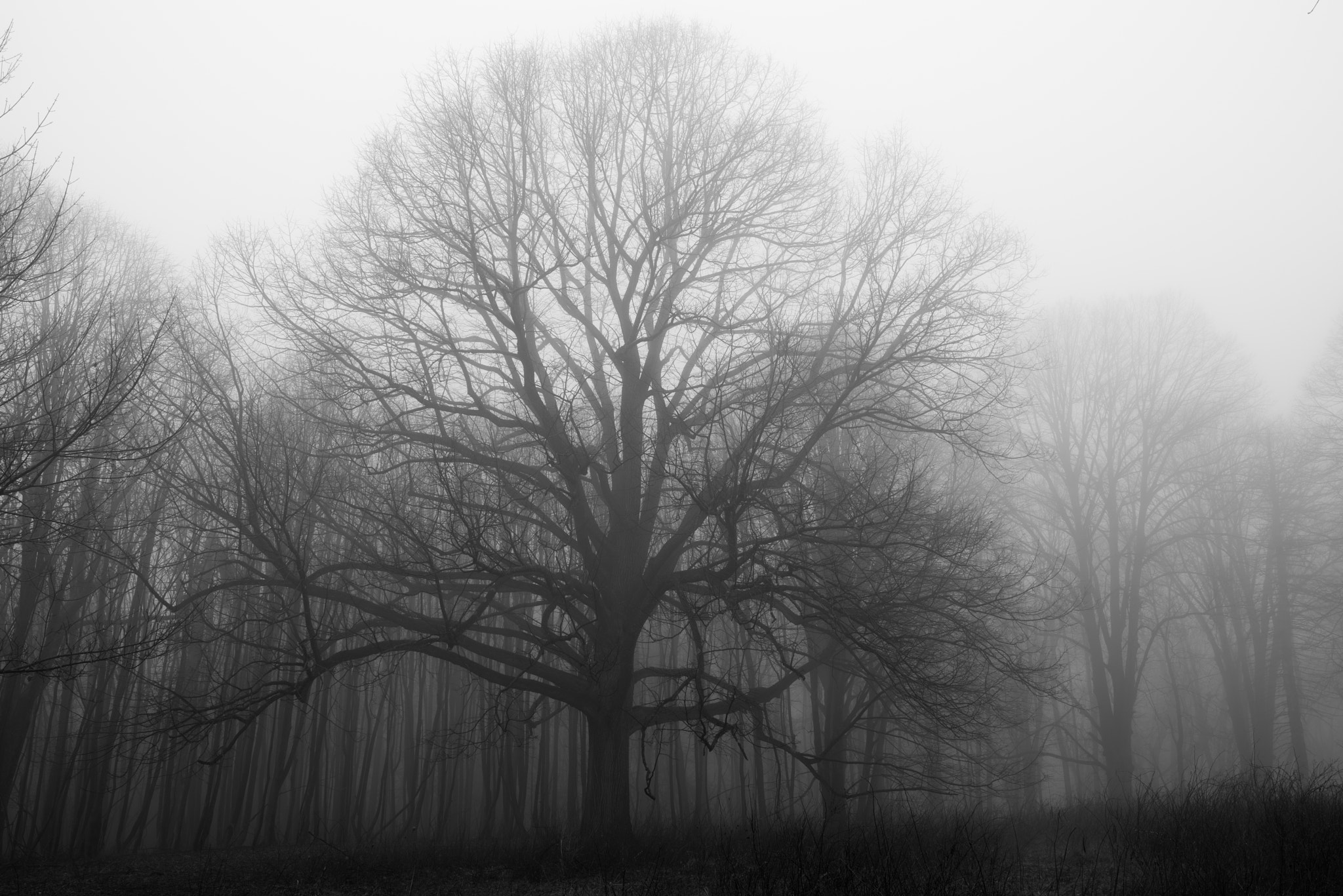 Pentax K-1 + Sigma 35mm F1.4 DG HSM Art sample photo. Tree in the fog photography