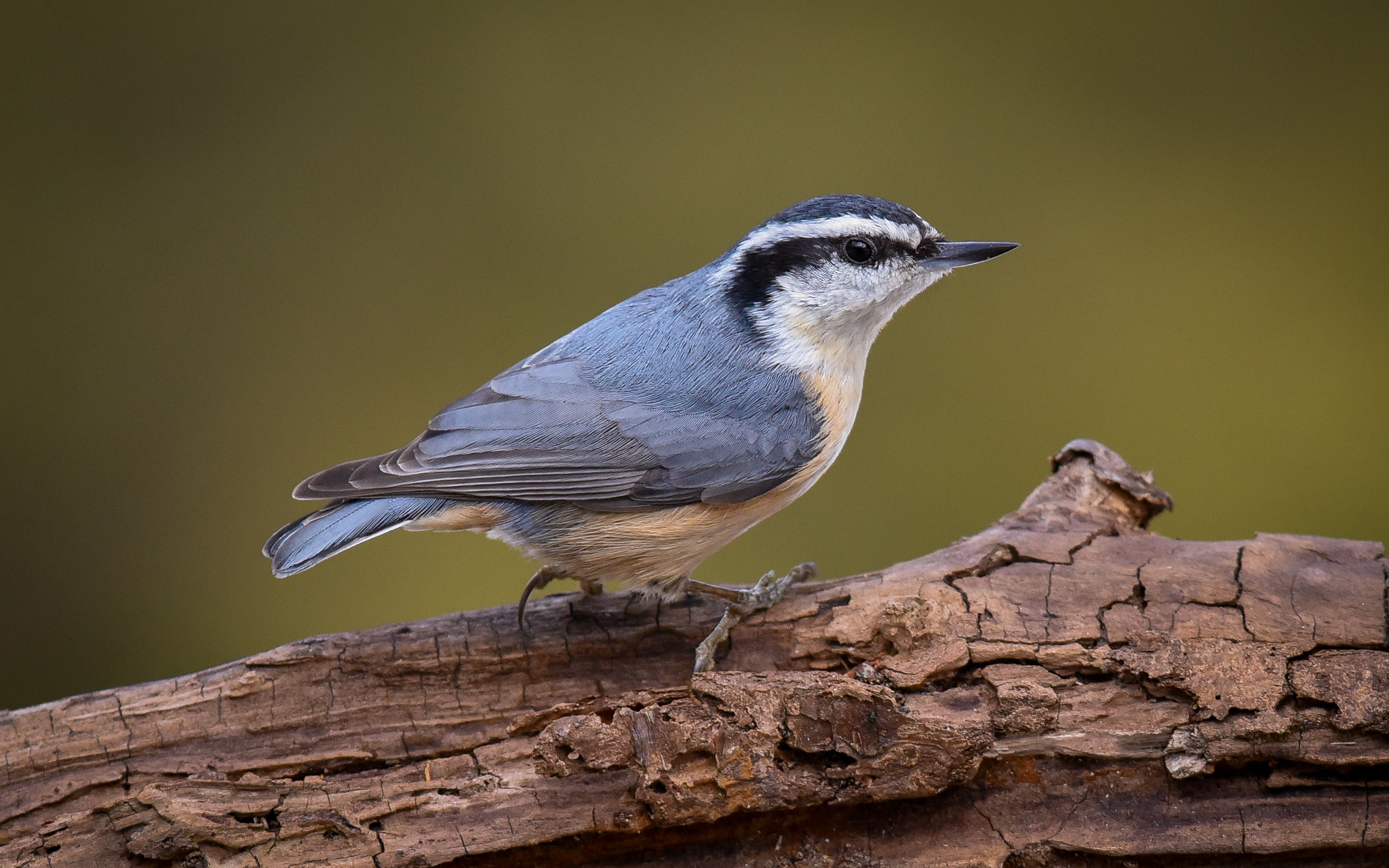 Nikon D750 + Nikon AF-S Nikkor 300mm F2.8G ED-IF VR sample photo. Red-breasted nuthatch photography